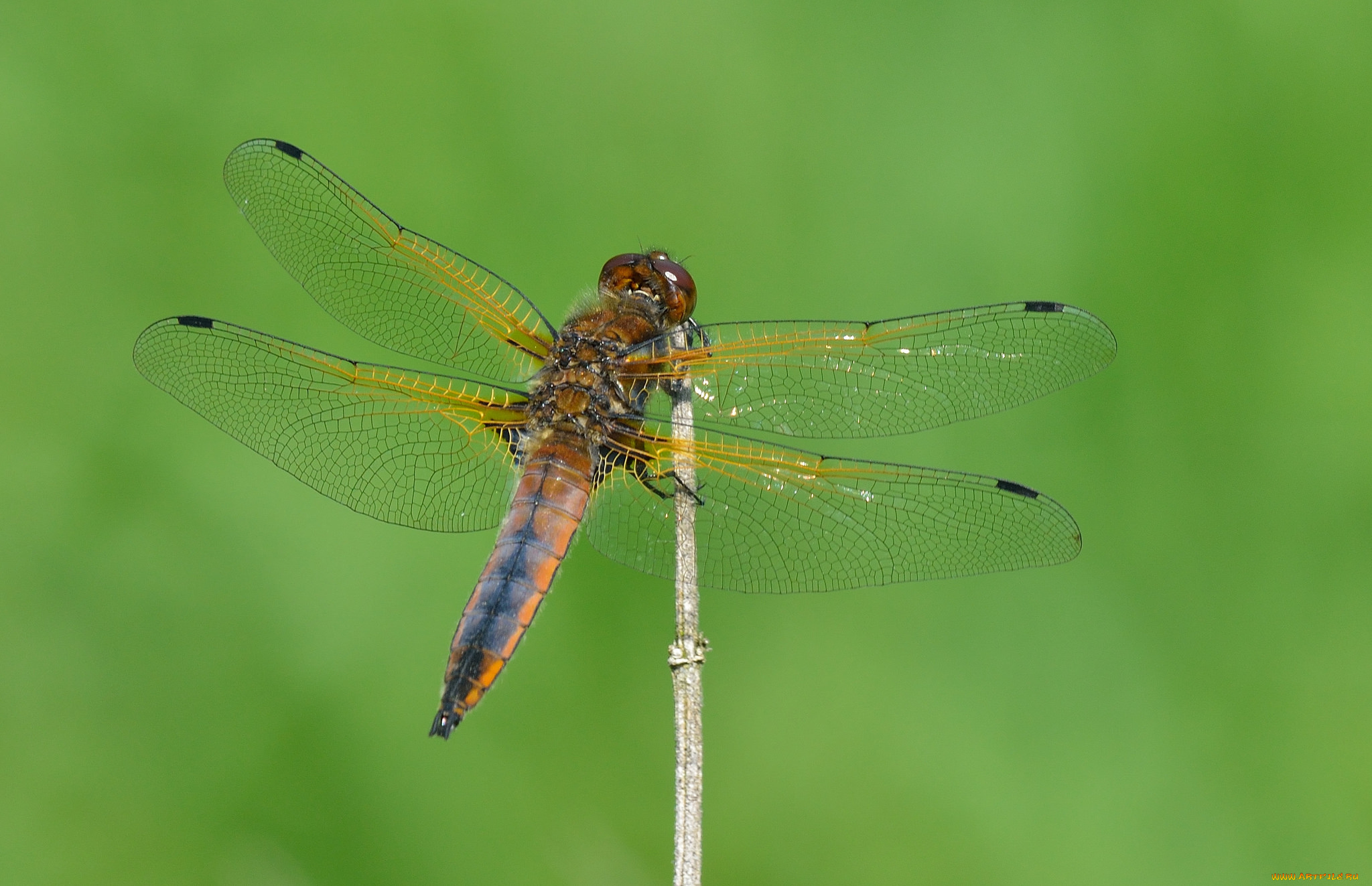 животные, стрекозы, стрекоза