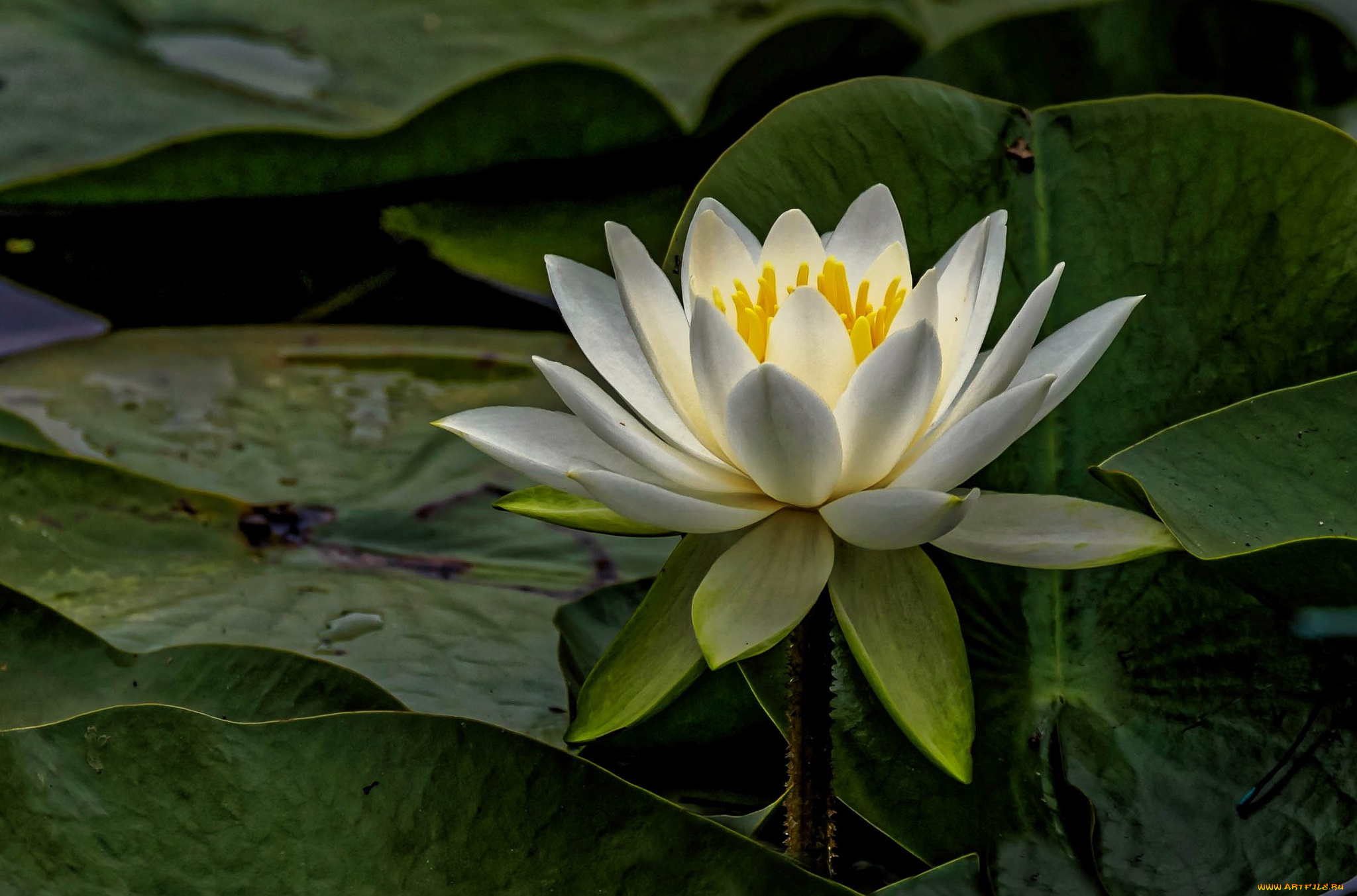 цветы, лилии, водяные, , нимфеи, , кувшинки, листья, белый, макро, водяная, лилия