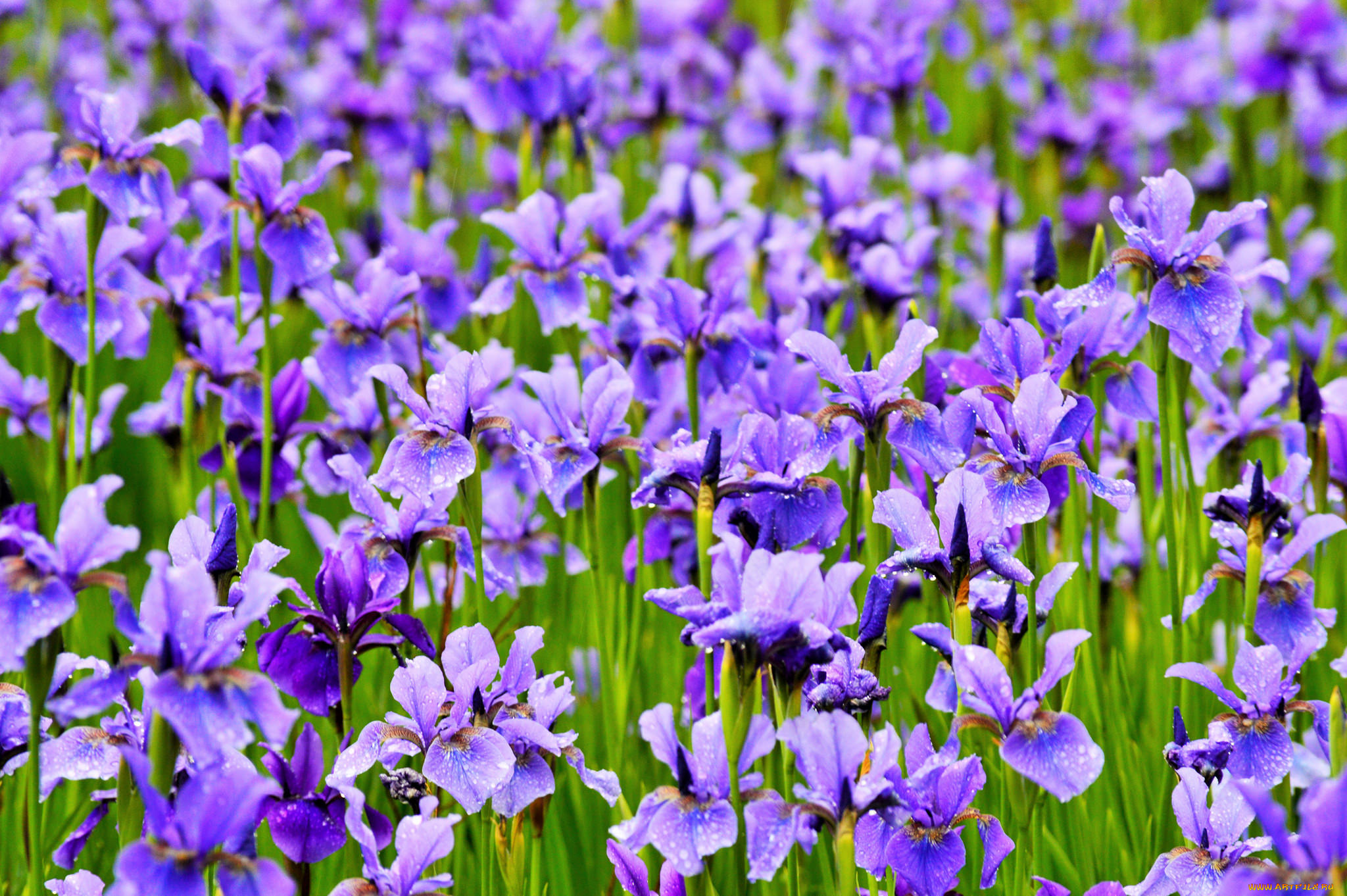 цветы, ирисы, ирис, цветение