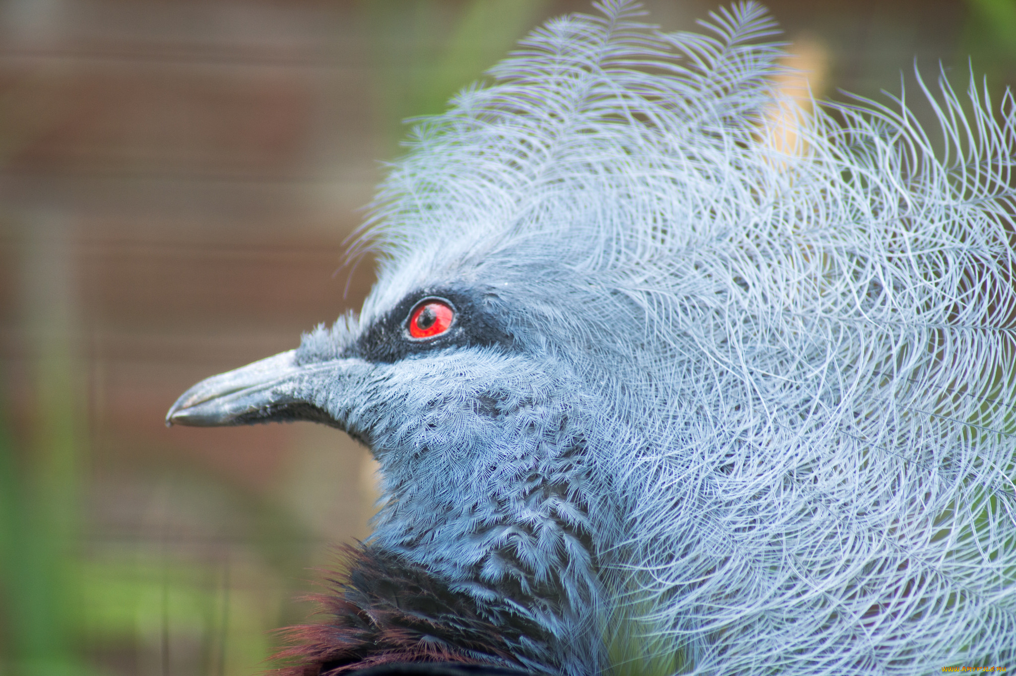 животные, птицы, птица, перья, окрас