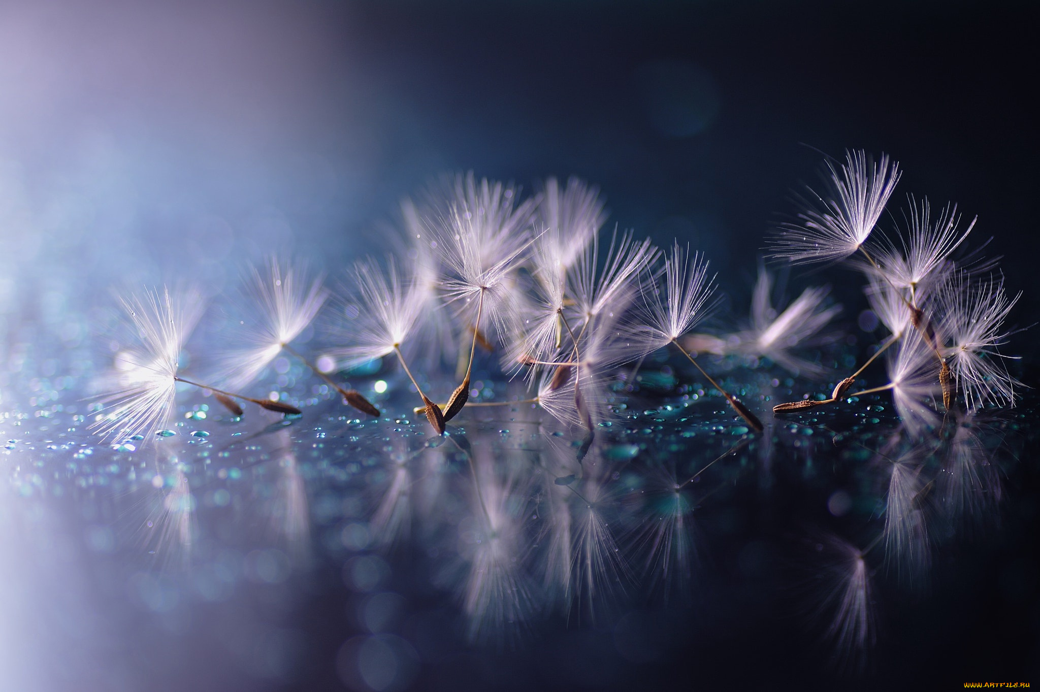 природа, макро, одуванчик, капли, парашютики, вода, отражение, пушинки