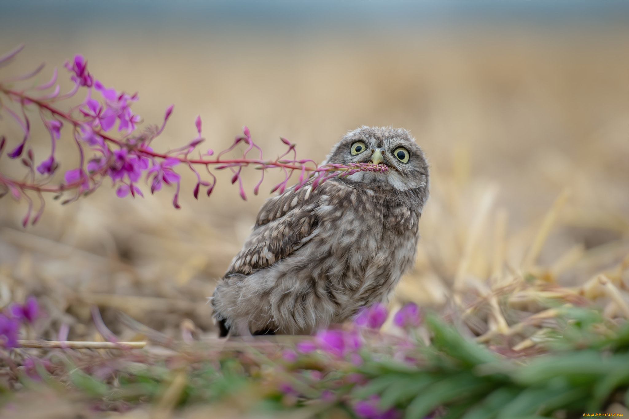 животные, совы, трава, природа, сова, tanja, brandt, веточки, птицы, мира, птица, листья