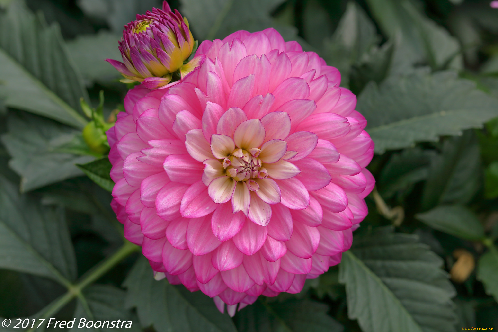 цветы, георгины, георгин, белый, цветение, лепестки