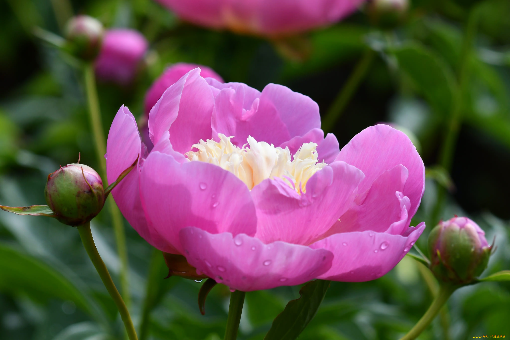 цветы, пионы, розовый, пион, макро