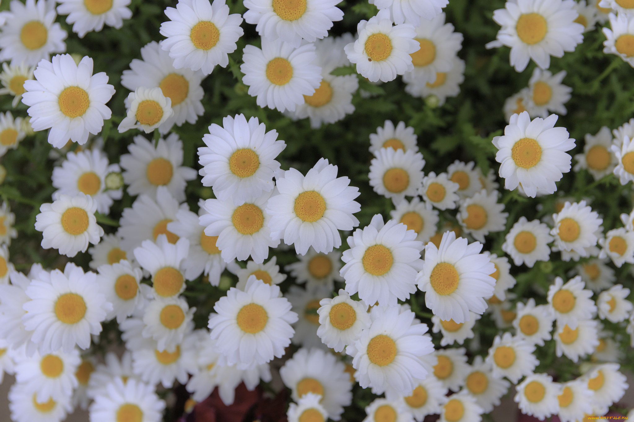 цветы, ромашки