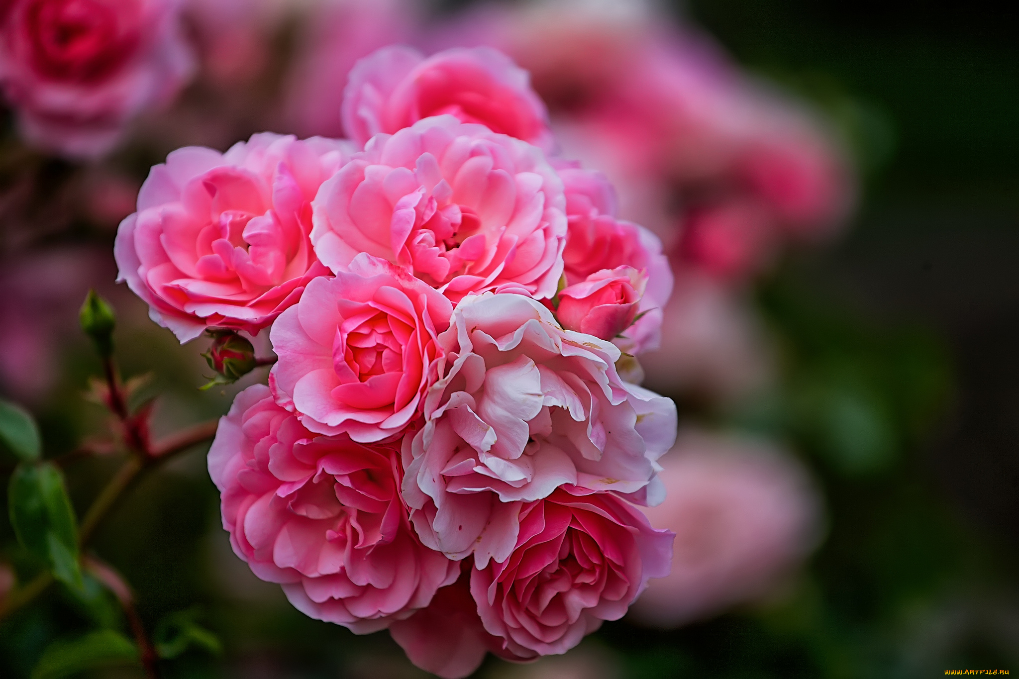 цветы, розы, роза, бутон, лепестки, листья, цветение, rose, bud, petals, leaves, blossoms