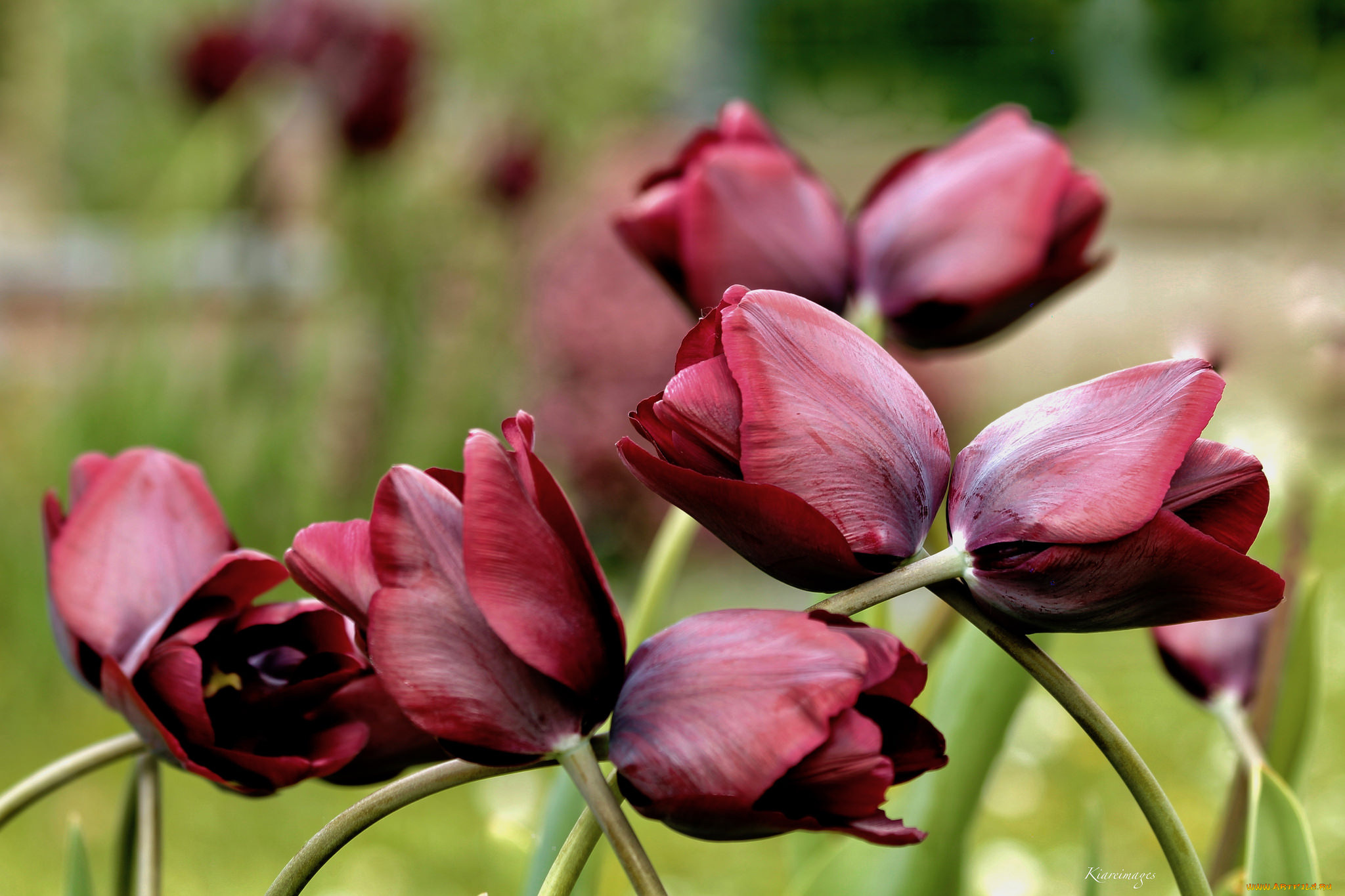 цветы, тюльпаны, лепестки, много, разноцветные, цветение