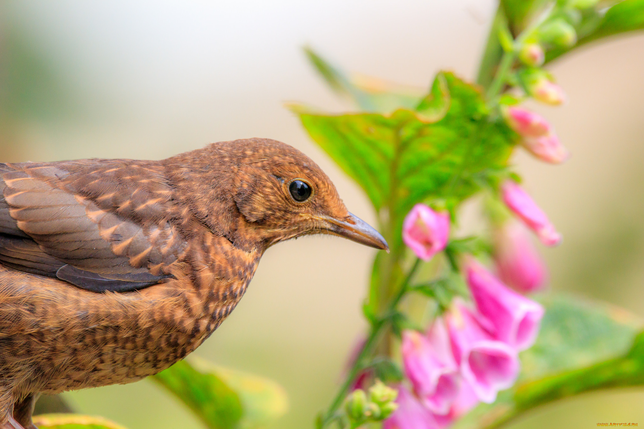 животные, птицы, птица, окрас, перья, забавная