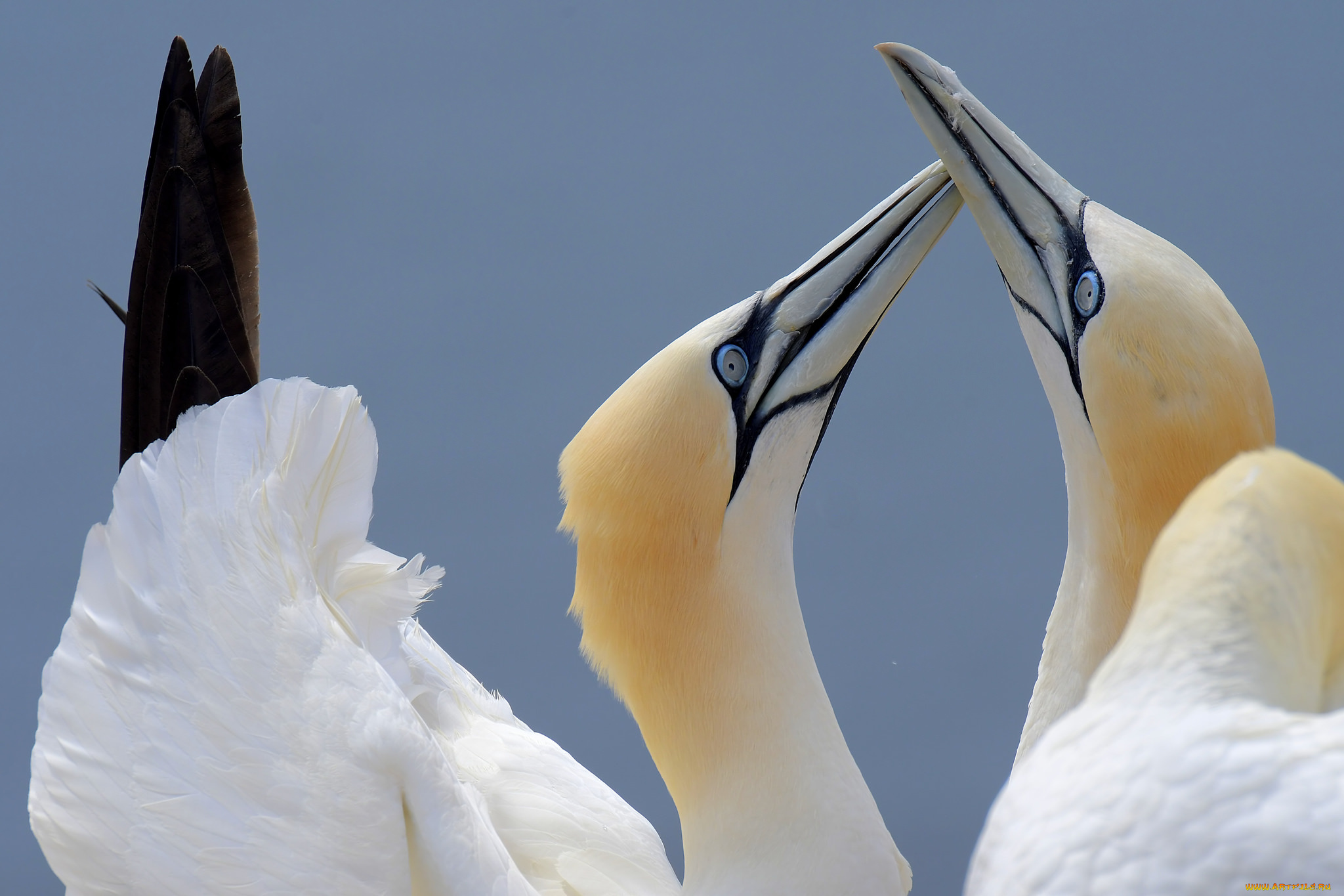 животные, птицы, птица, перья, окрас