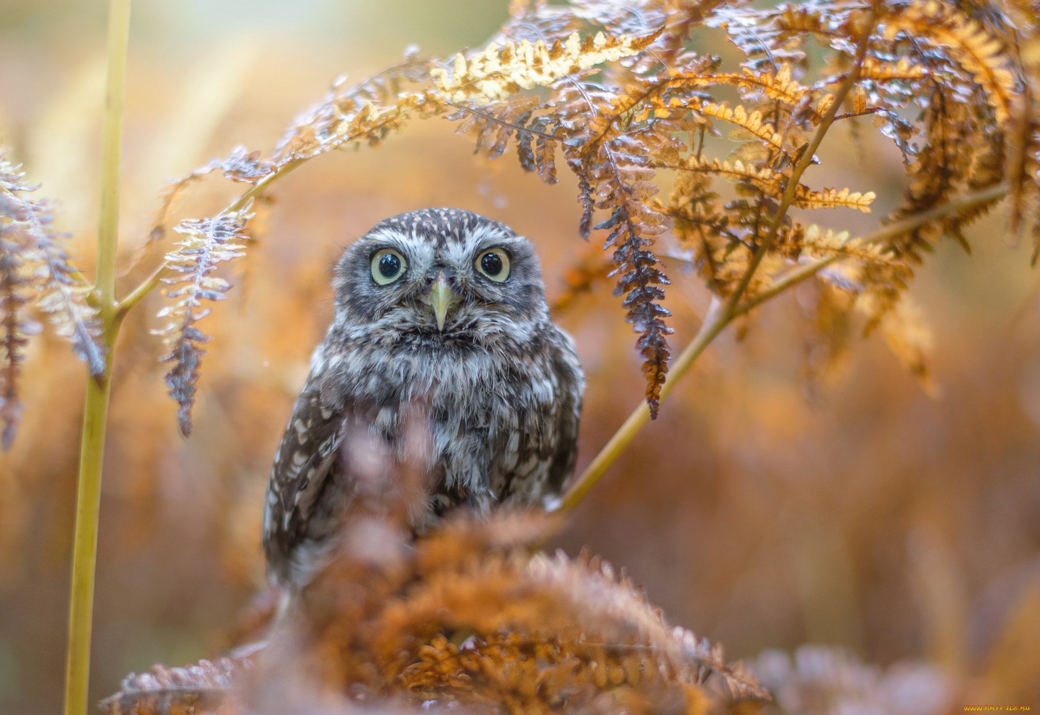 животные, совы, птицы, мира, ветка, птица, листья, природа, сова