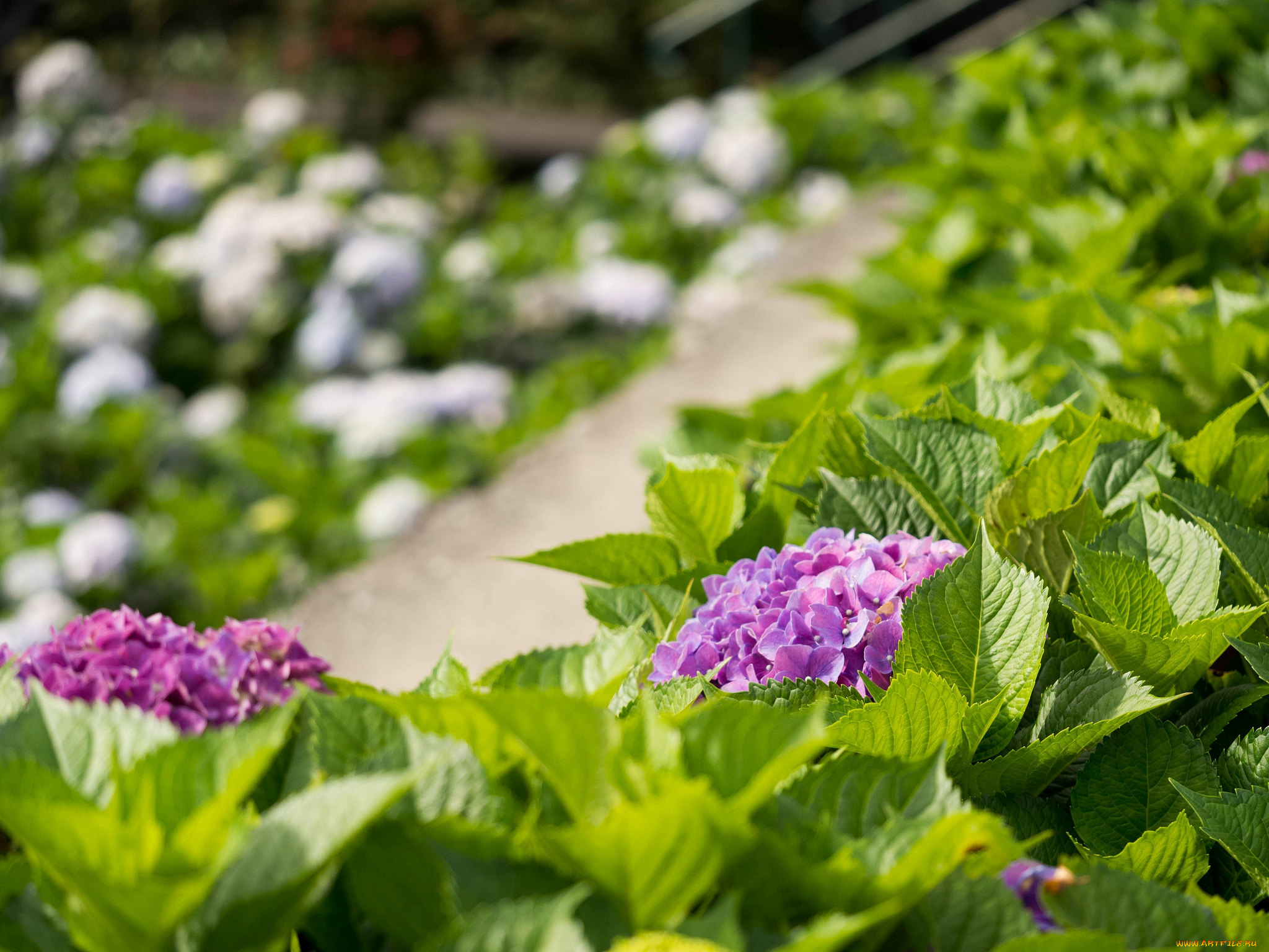 цветы, гортензия, куст, цветение