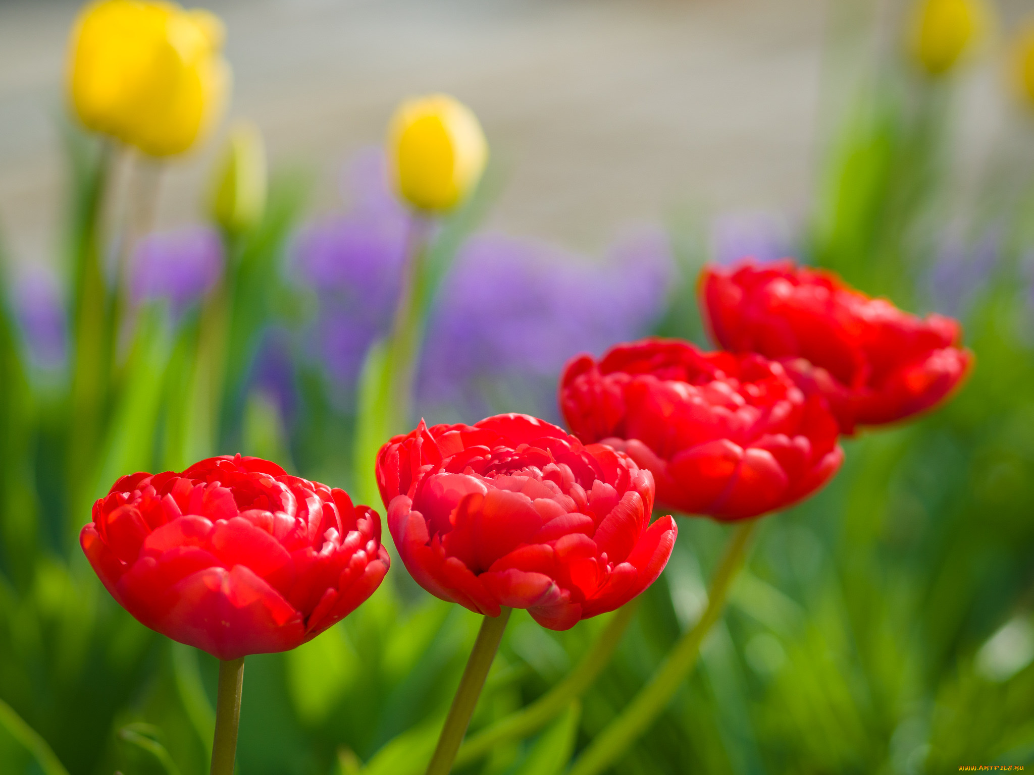 цветы, тюльпаны, лепестки, много, разноцветные, цветение
