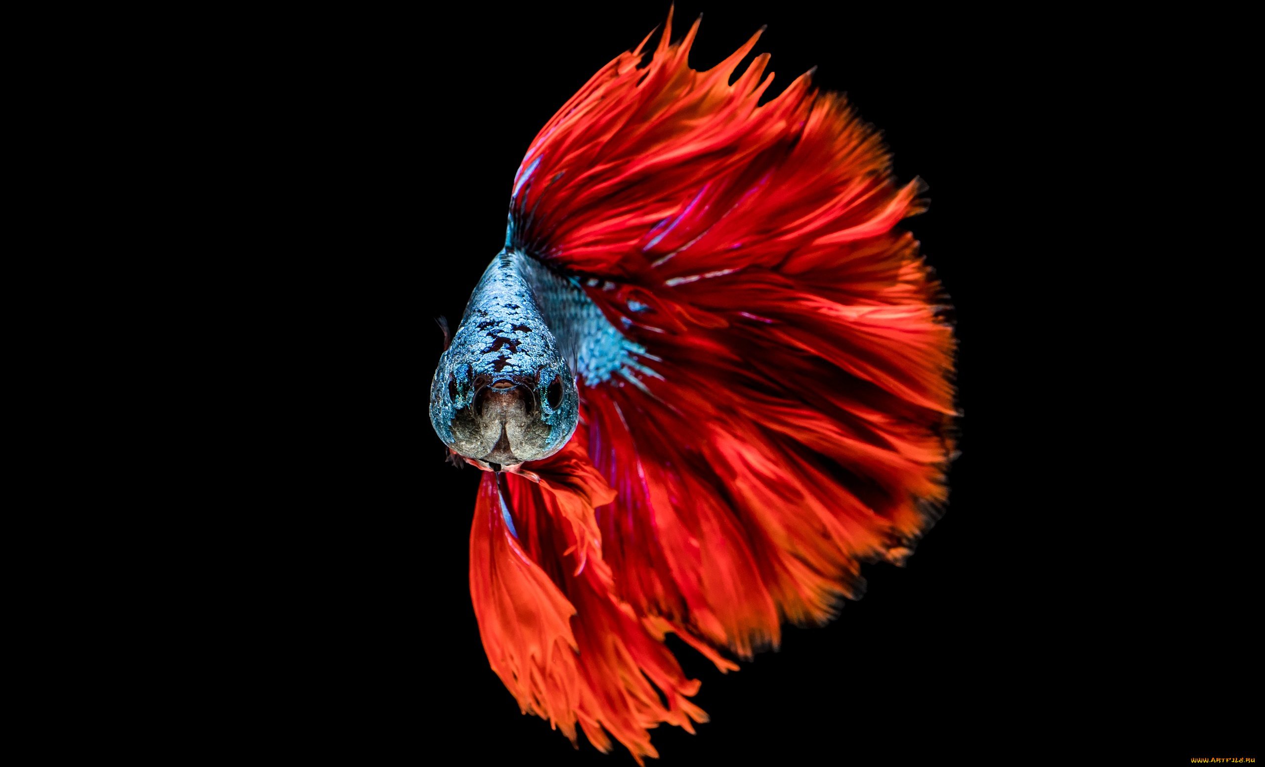 животные, рыбы, цвет, хвост, рыбка