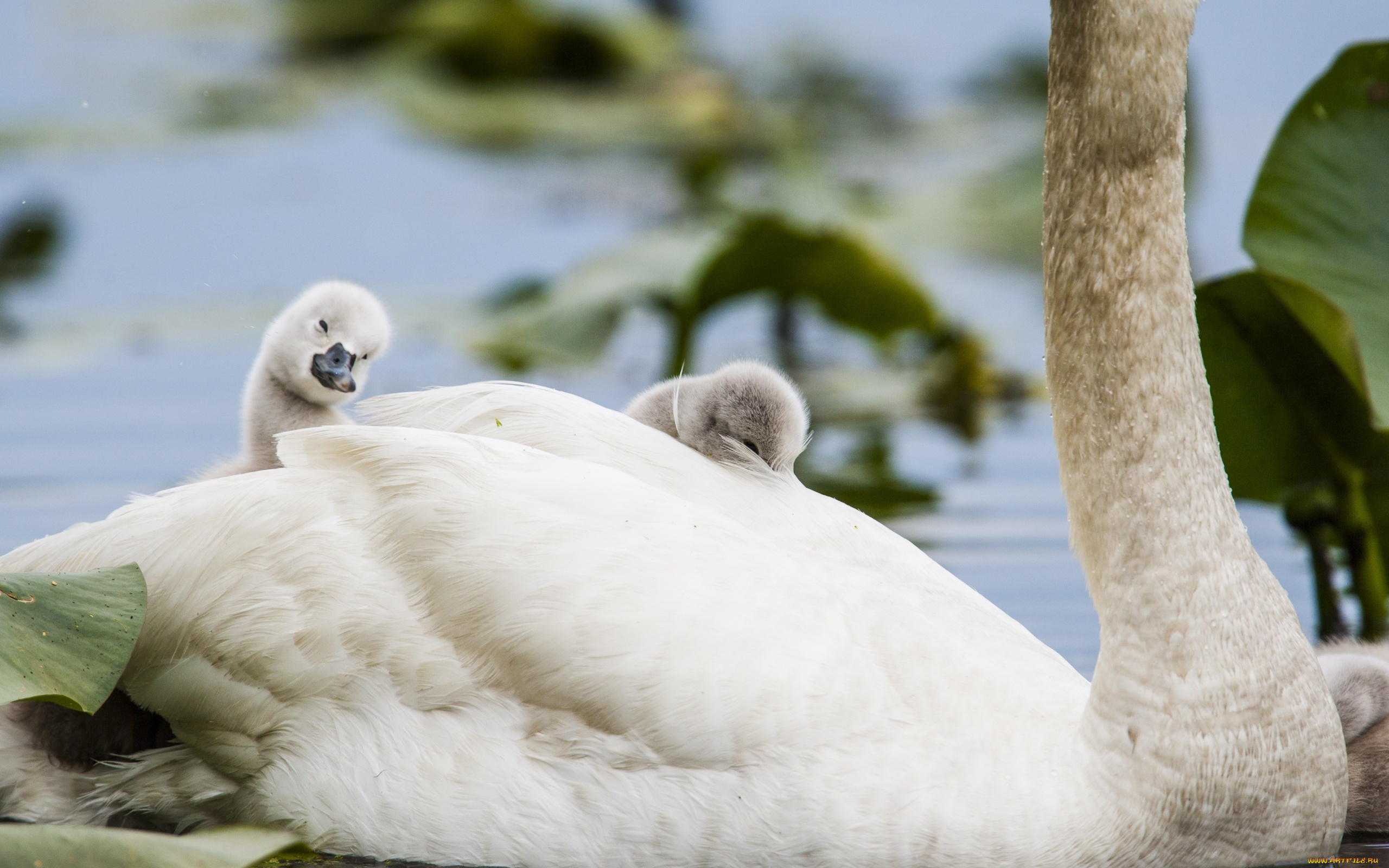животные, лебеди, птицы, мира, детёныши, птенцы, природа