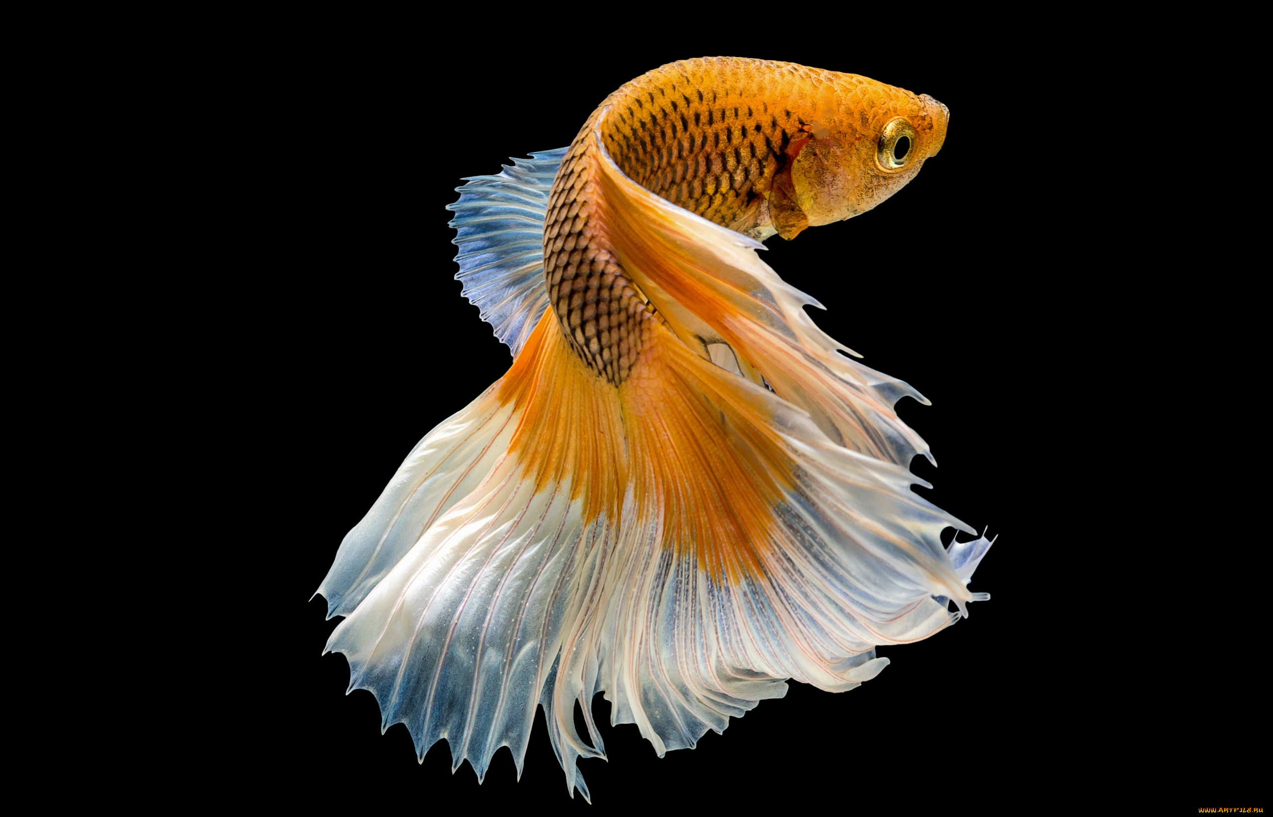животные, рыбы, цвет, хвост, рыбка