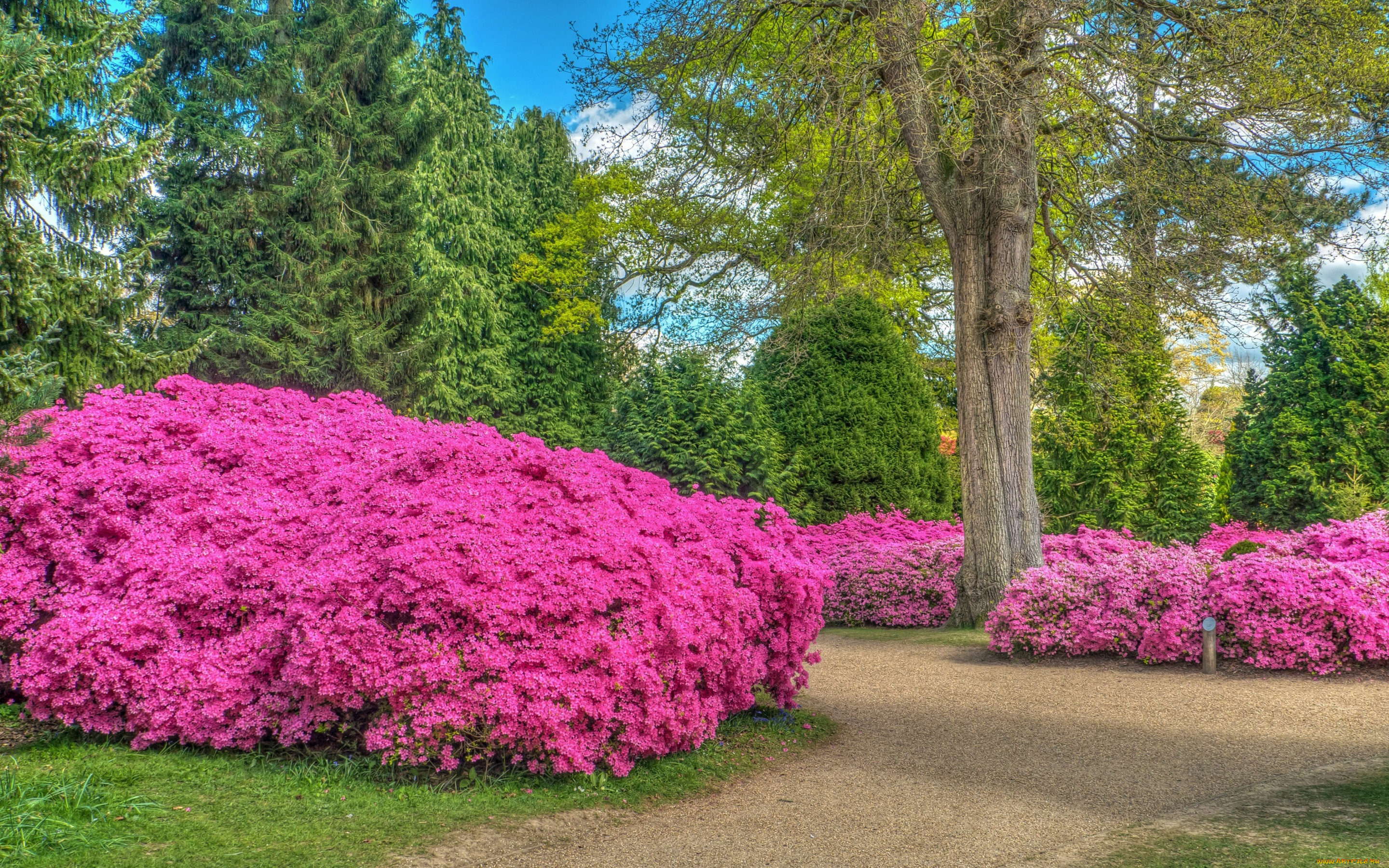 природа, парк