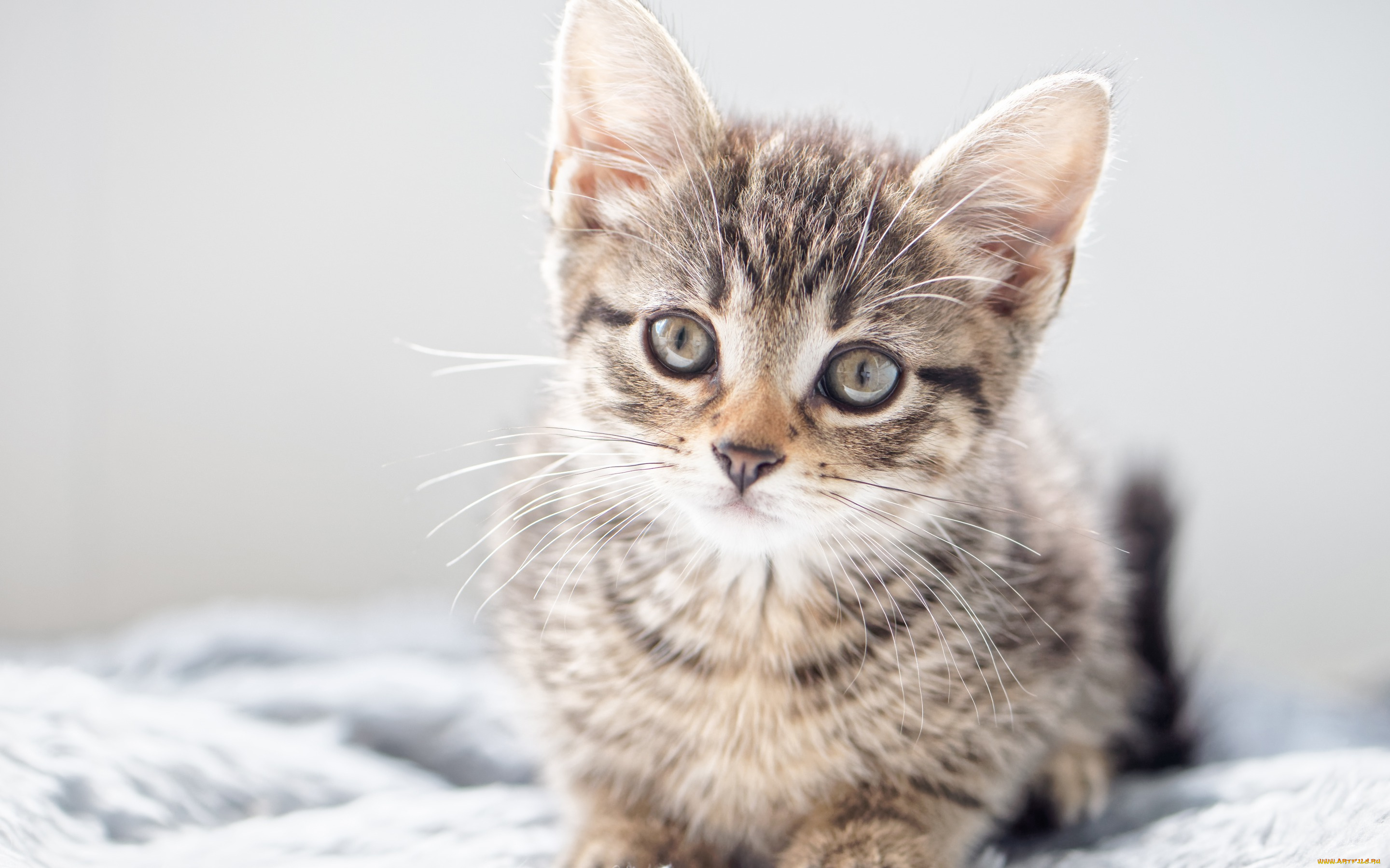 животные, коты, котёнок, взгляд, кошка