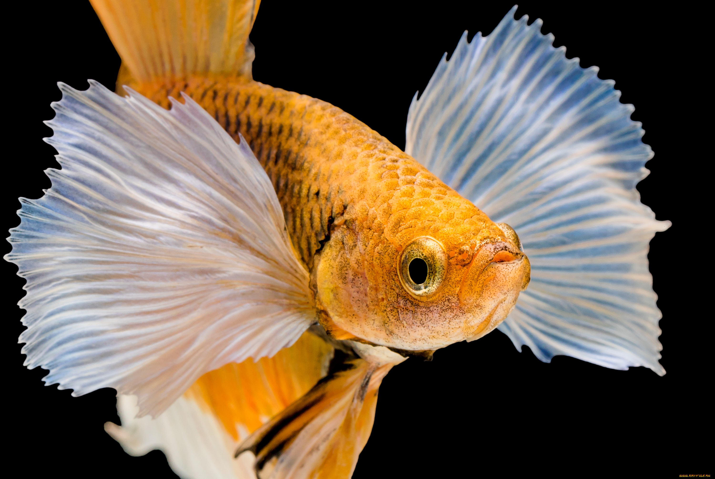 животные, рыбы, рыбка, цвет, хвост