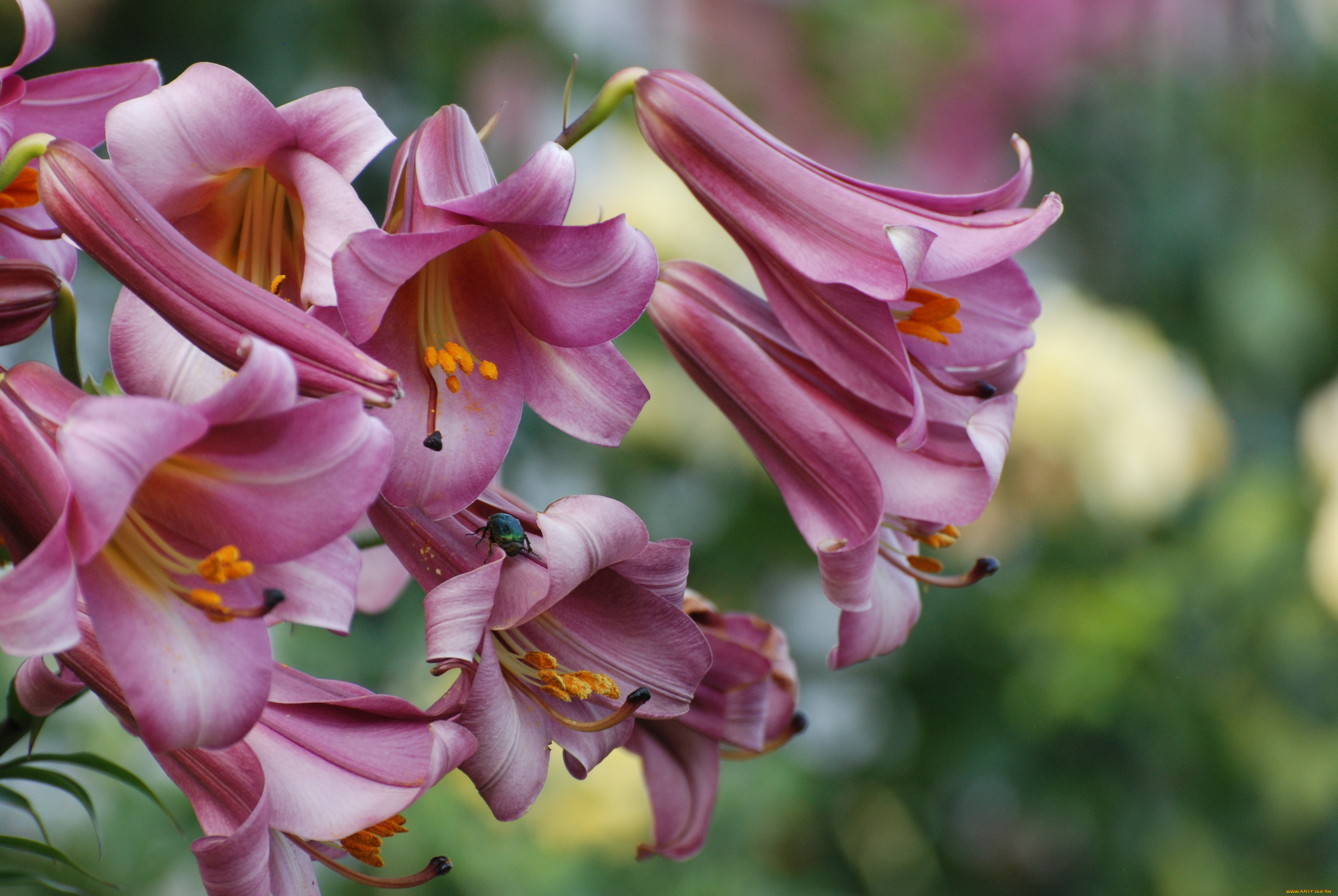 цветы, лилии, , лилейники, природа, лето, лилия