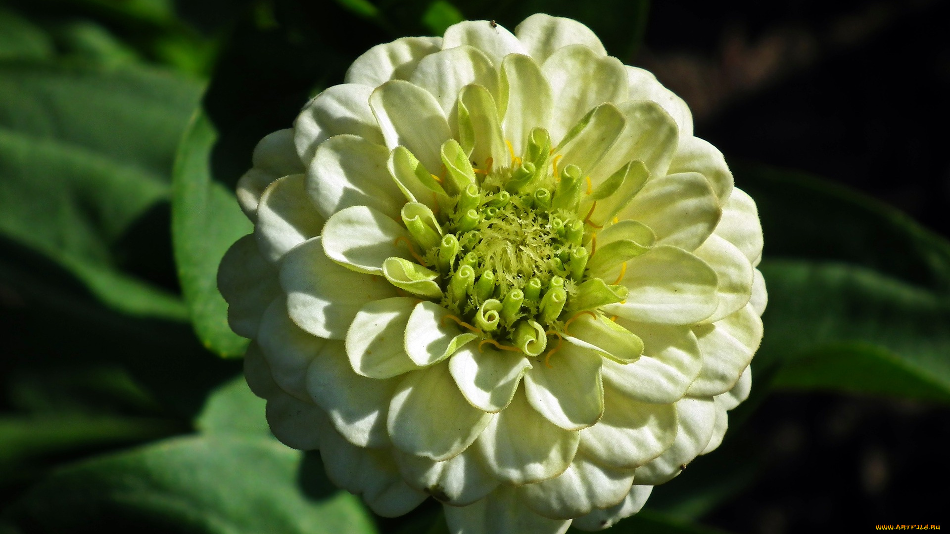 цветы, цинния, цветок, цветение, лето