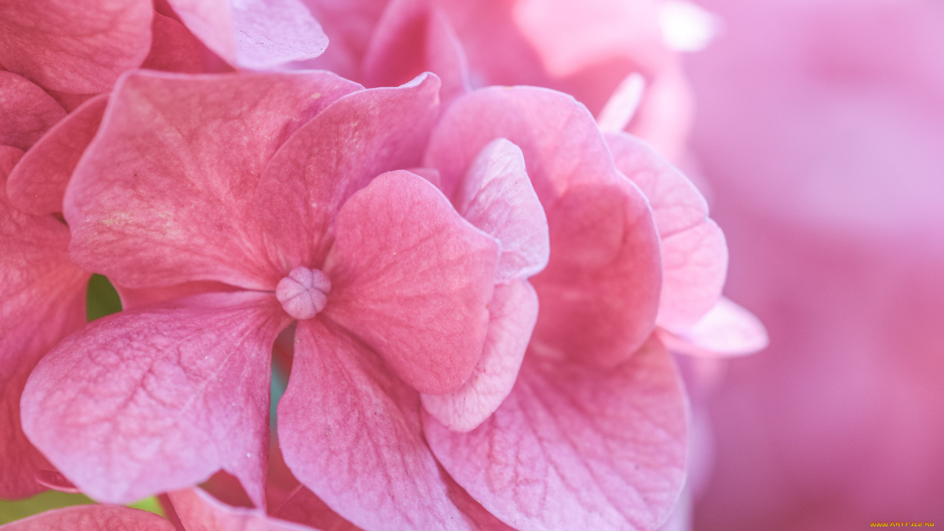 цветы, гортензия, макро, розовый