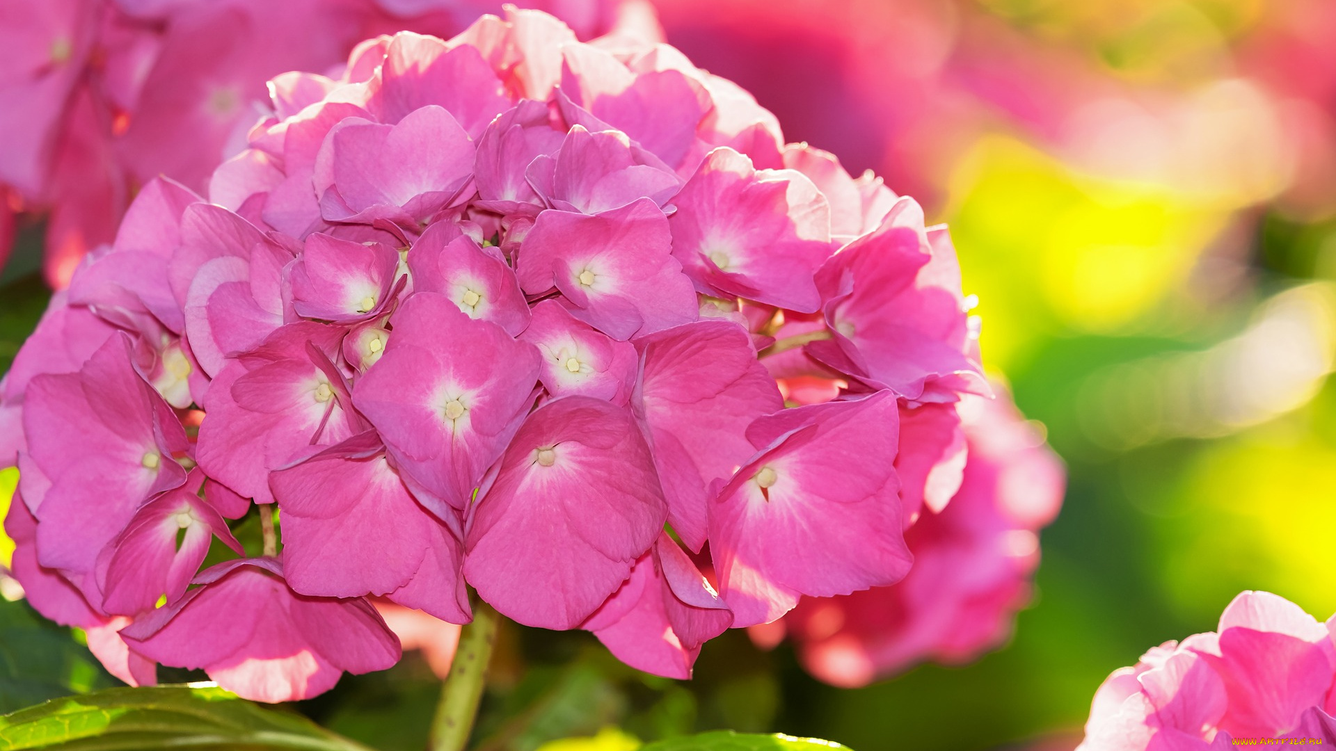 цветы, гортензия, розовый