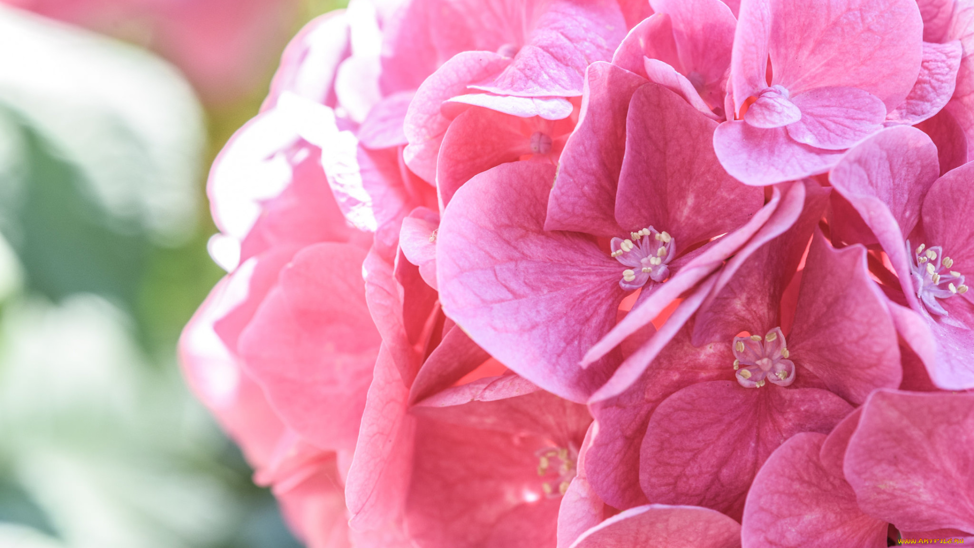 цветы, гортензия, розовый, макро