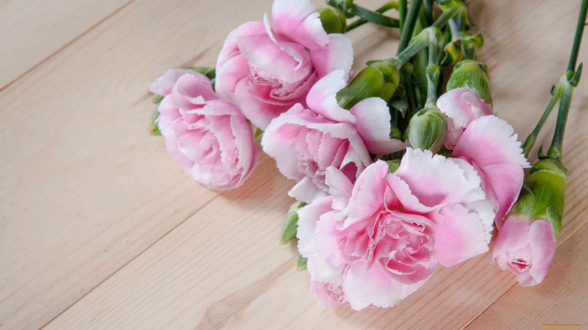 цветы, гвоздики, pink, wood, розовые, бутоны, flowers