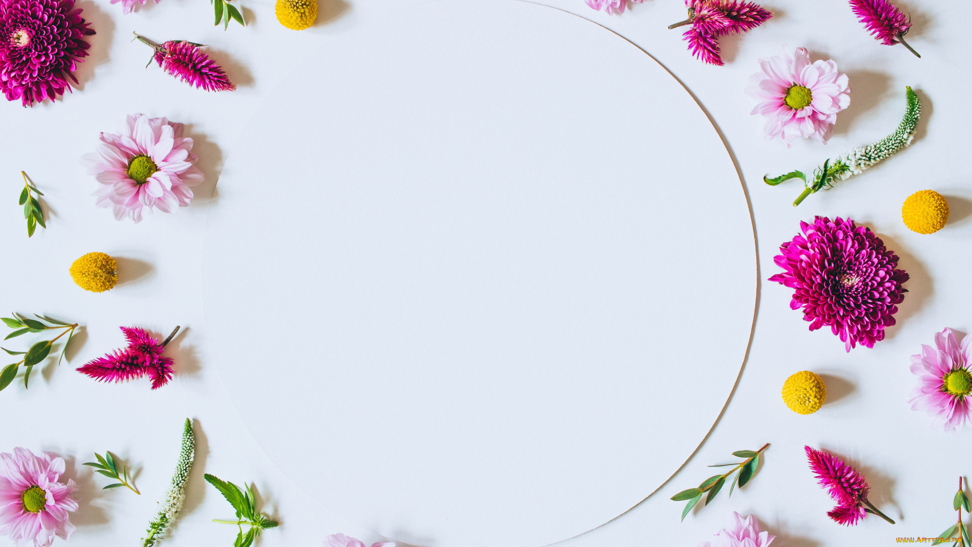 цветы, хризантемы, flowers, pink, фон, розовые