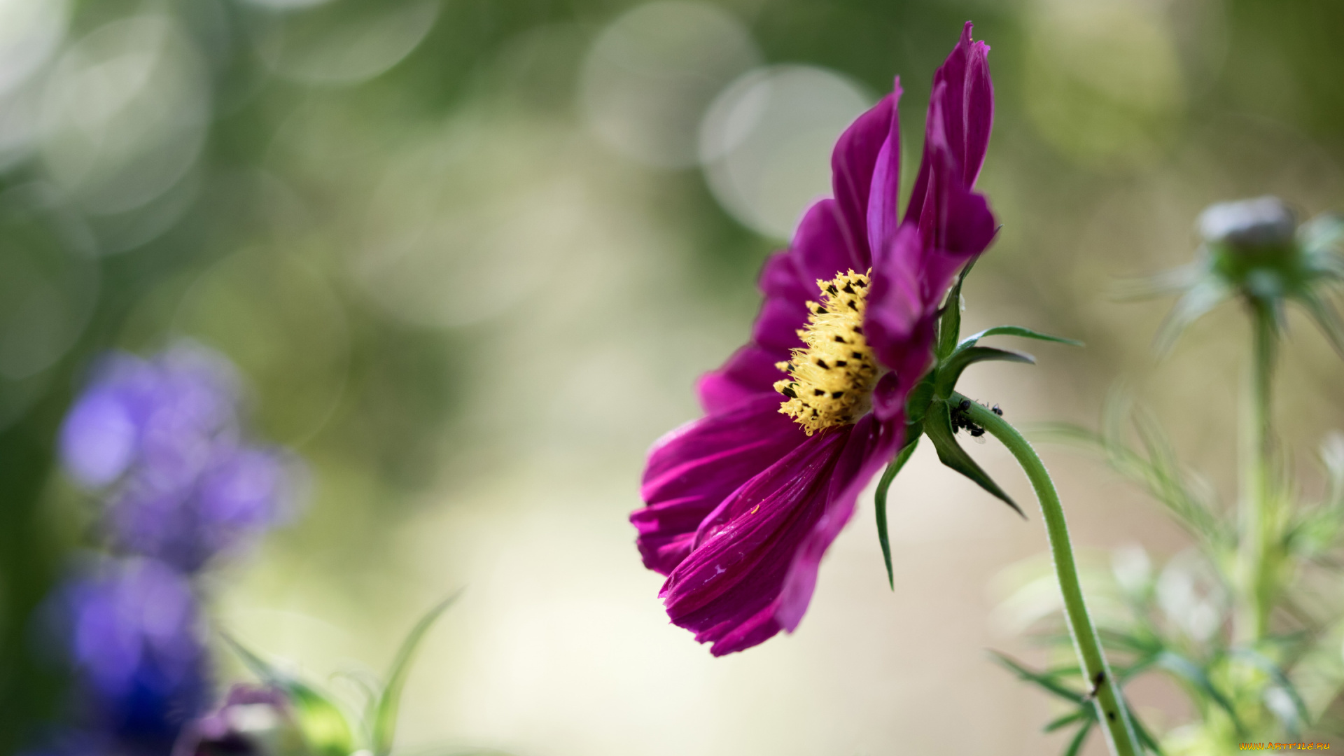 цветы, космея, макро, космос, боке