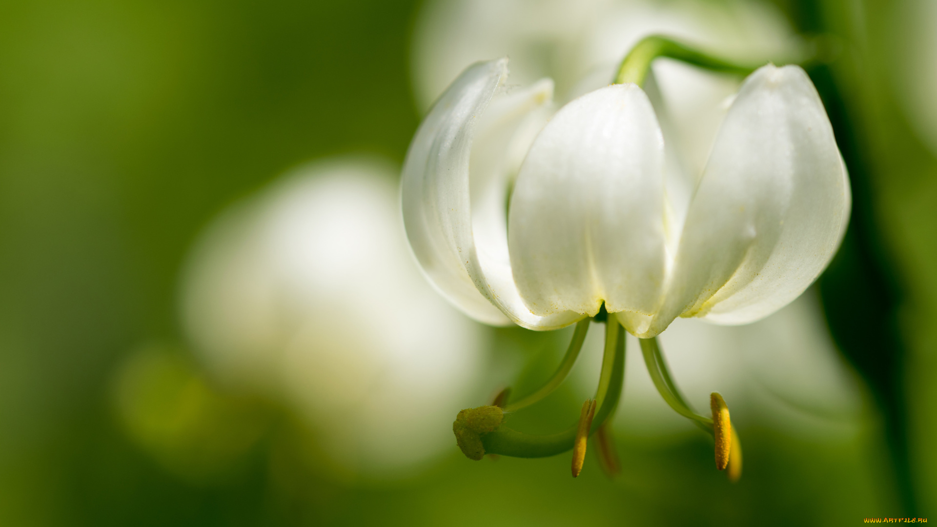 цветы, лилии, , лилейники, боке, макро, тычинки, лилия, лепестки, белая