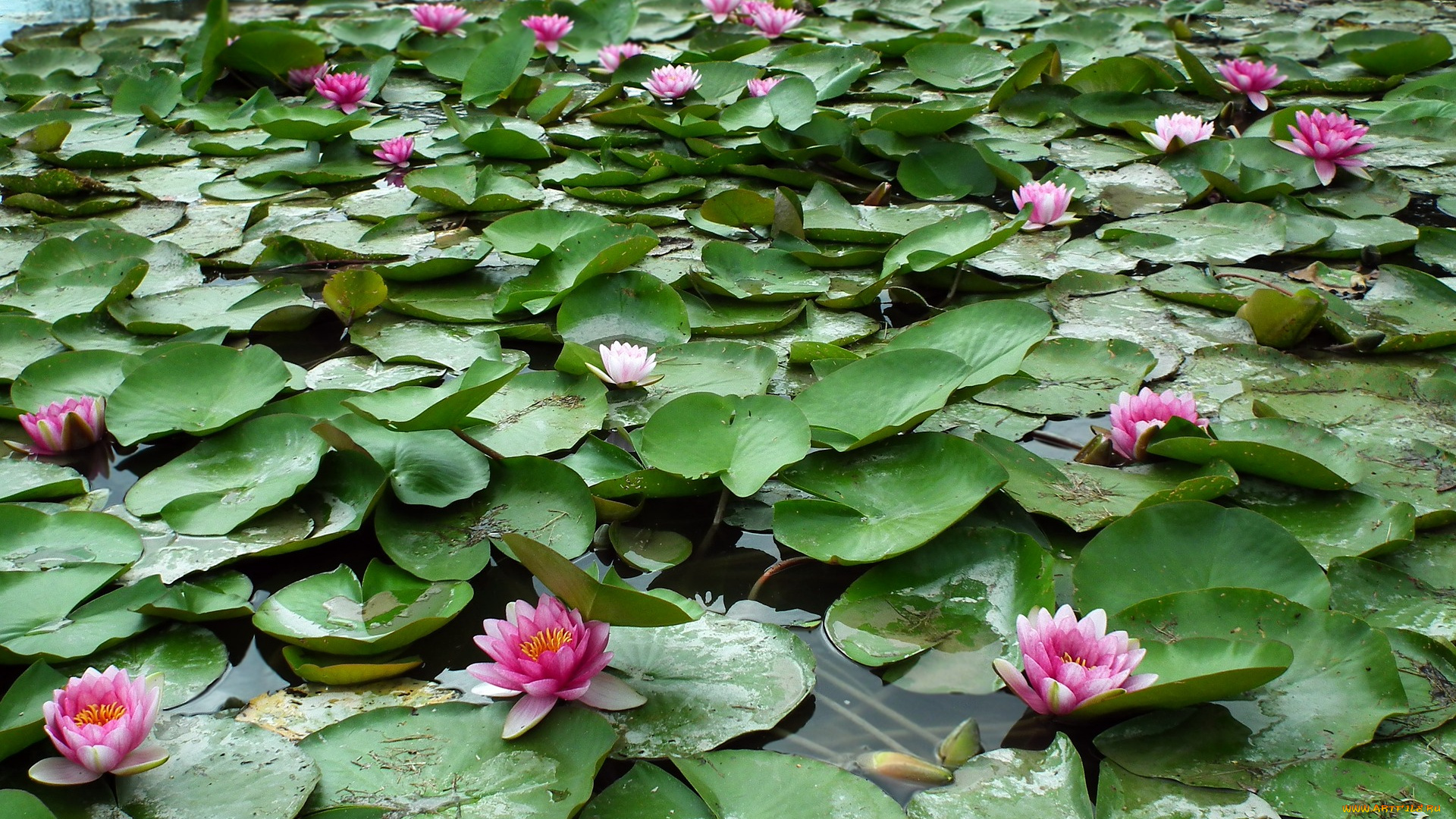 цветы, лилии, водяные, , нимфеи, , кувшинки, цветение, листья, водяные, лилии