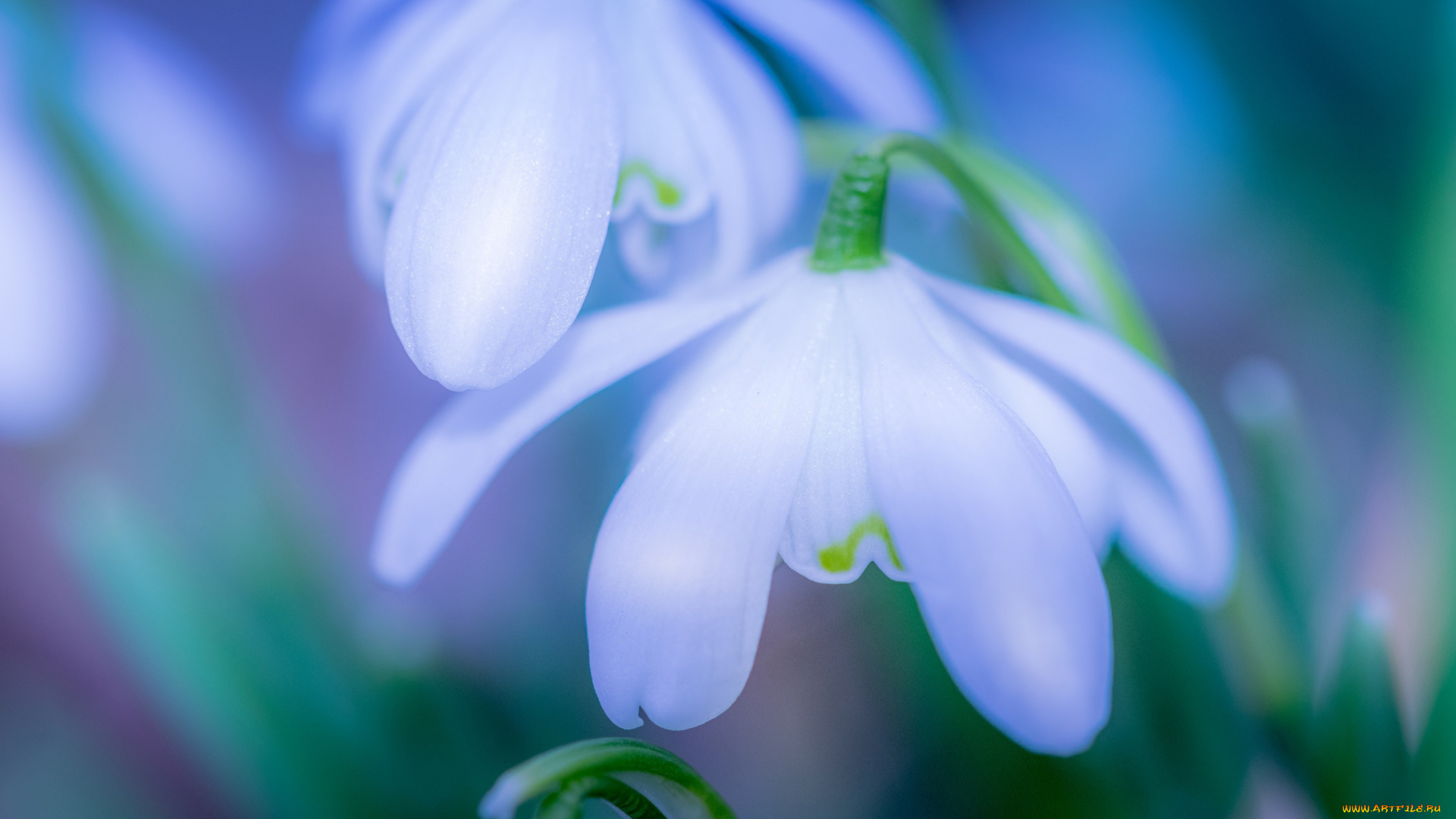 цветы, подснежники, , белоцветники, , пролески, весна, боке, макро, лепестки
