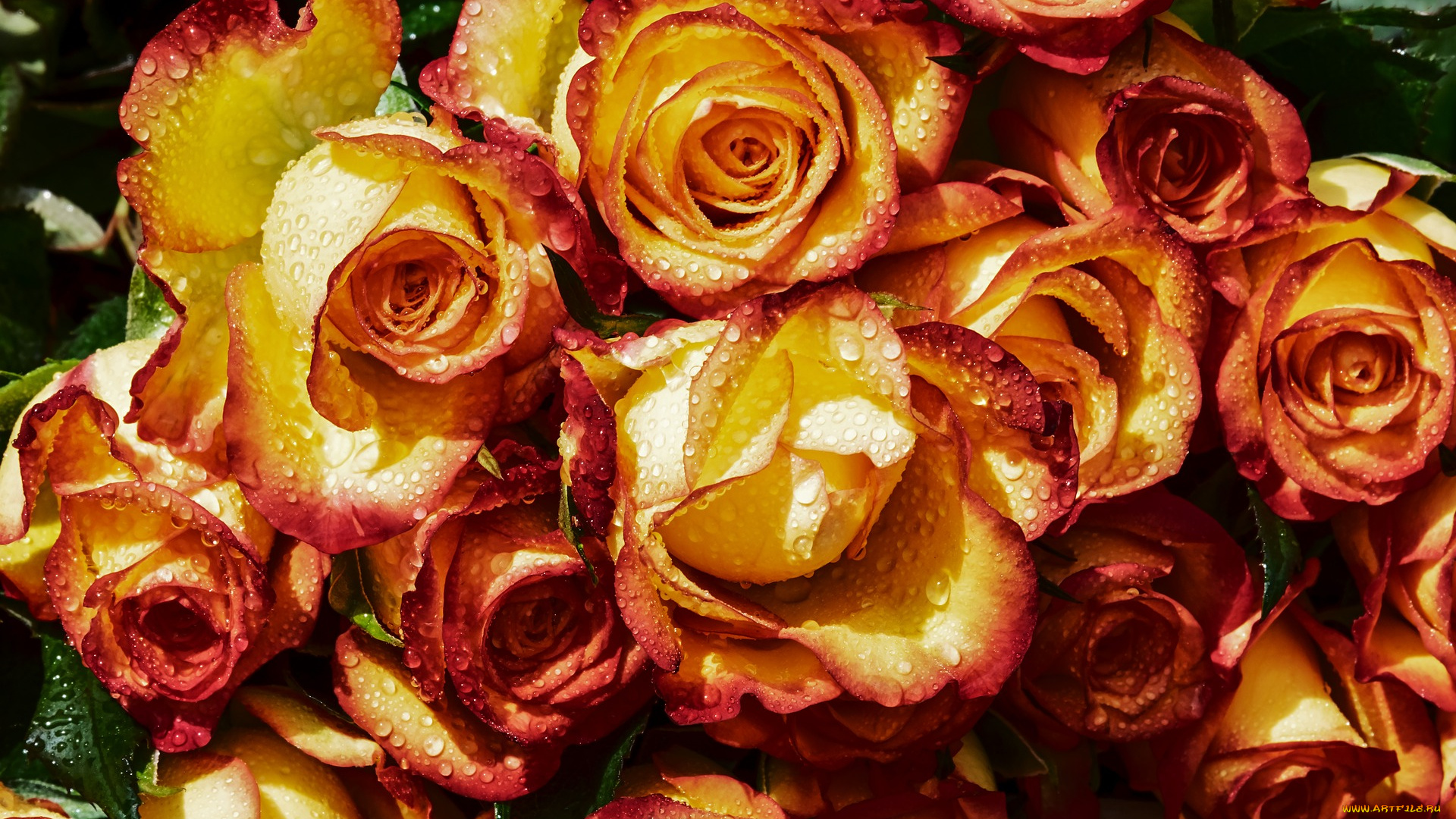 цветы, розы, букет, бутоны