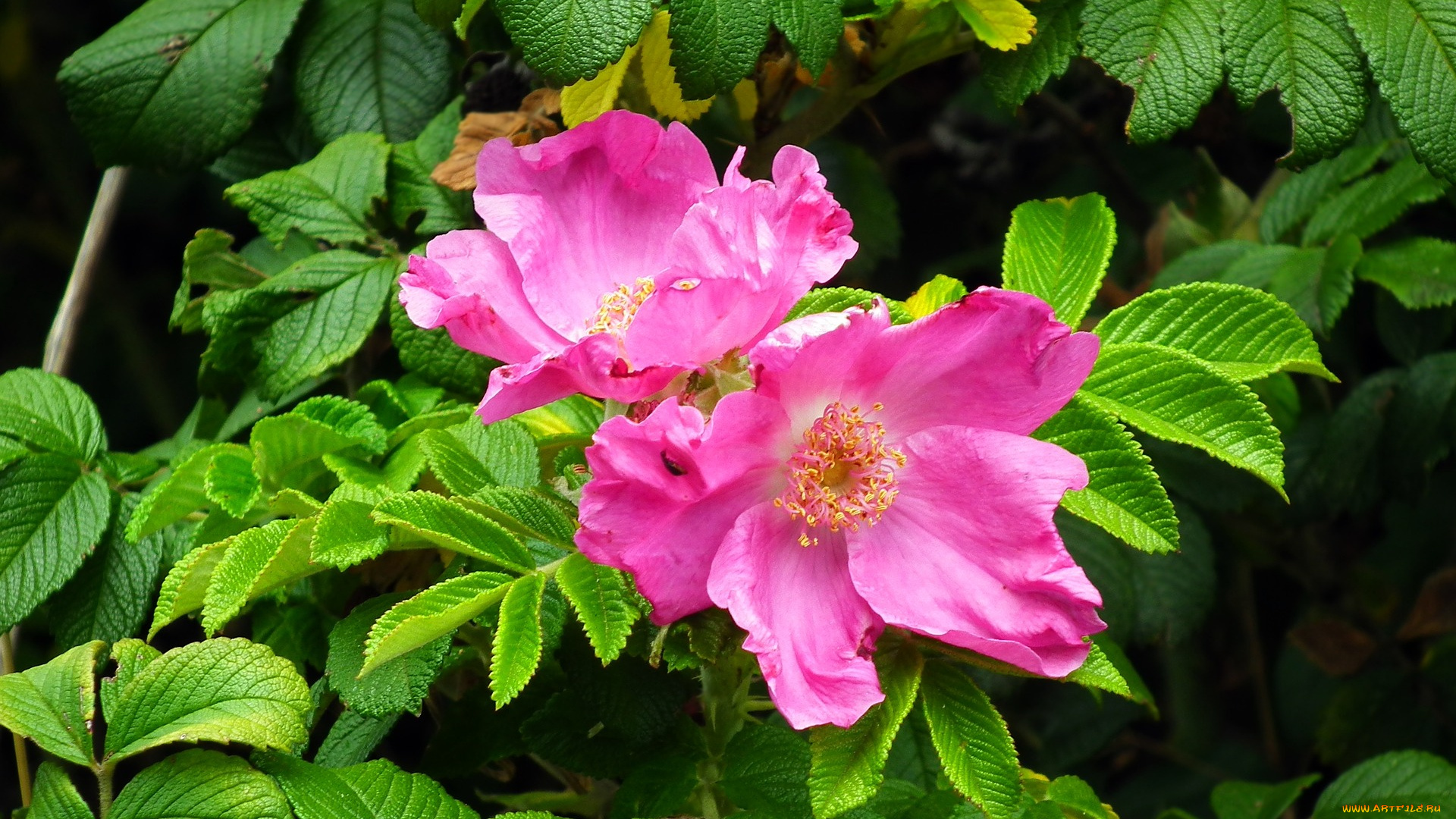 цветы, розы, лето, цветение, куст, роза