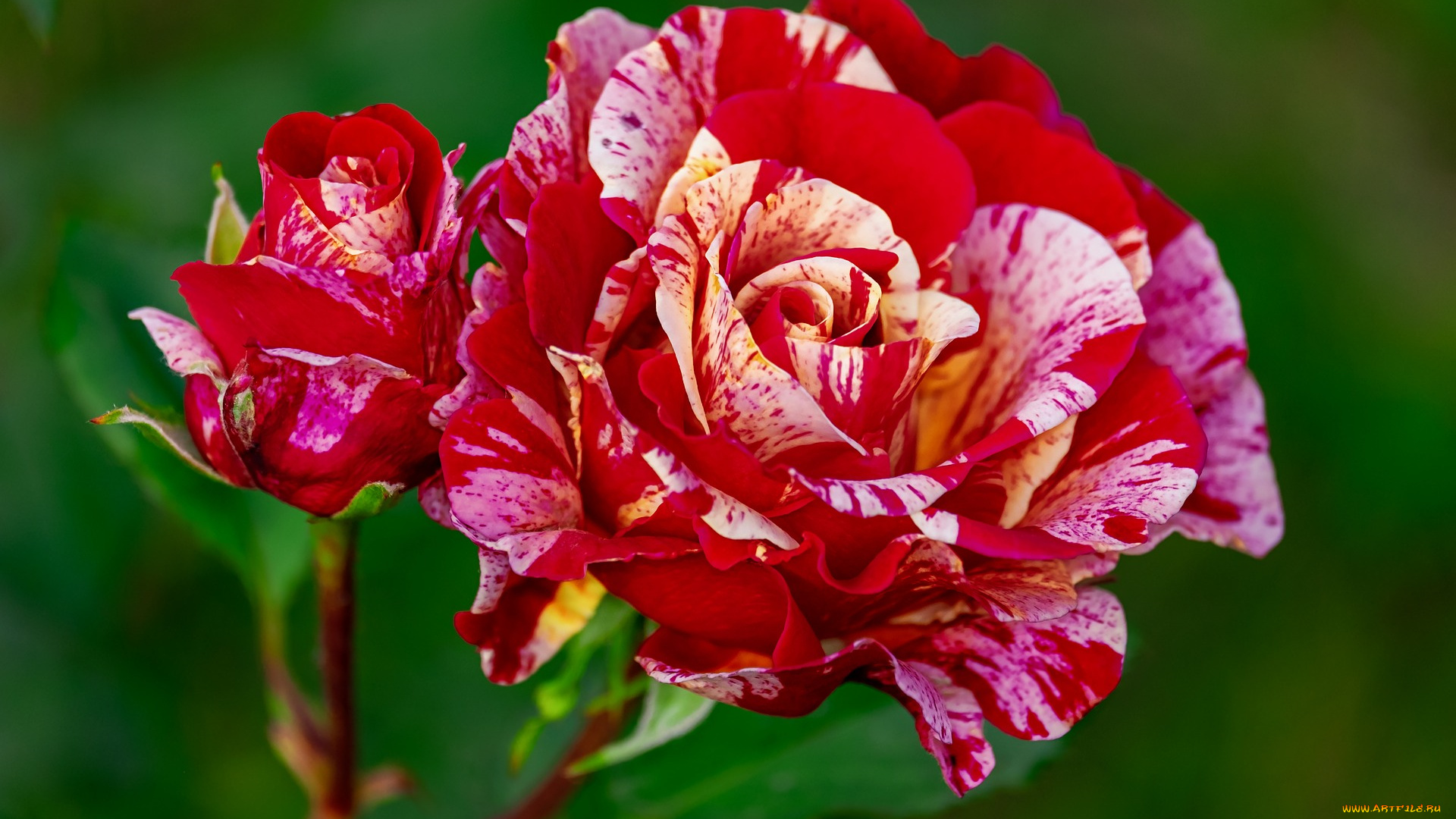 цветы, розы, лето, цветение, роза, ветка