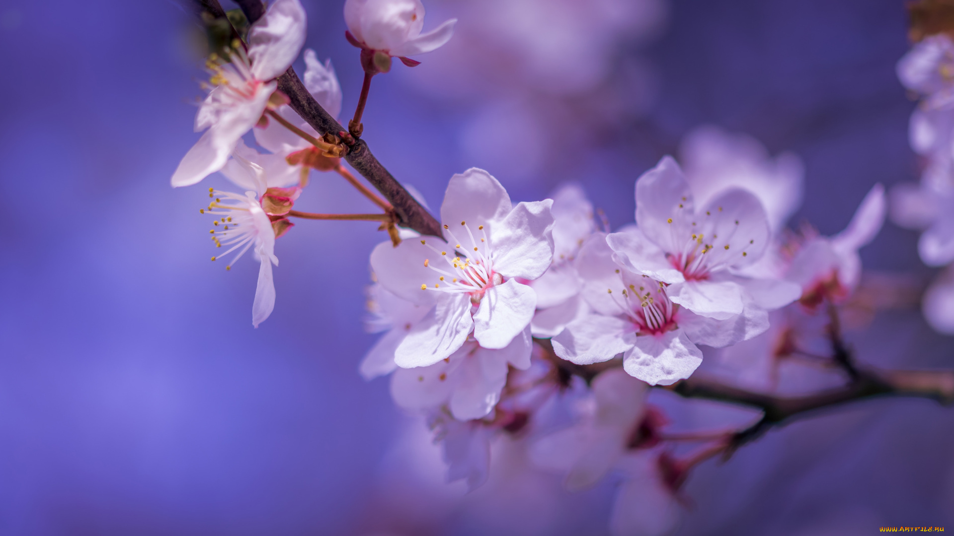 цветы, сакура, , вишня, цветки, макро, ветка, боке, цветение, вишня, весна