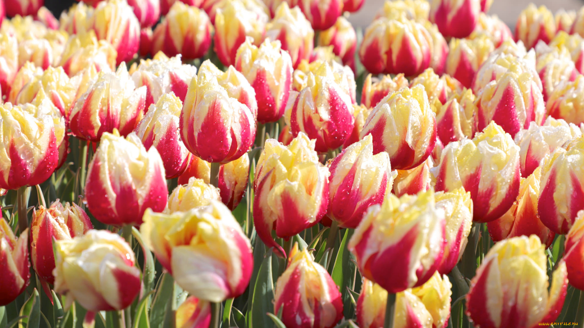 цветы, тюльпаны, цветение, много, разноцветные, лепестки