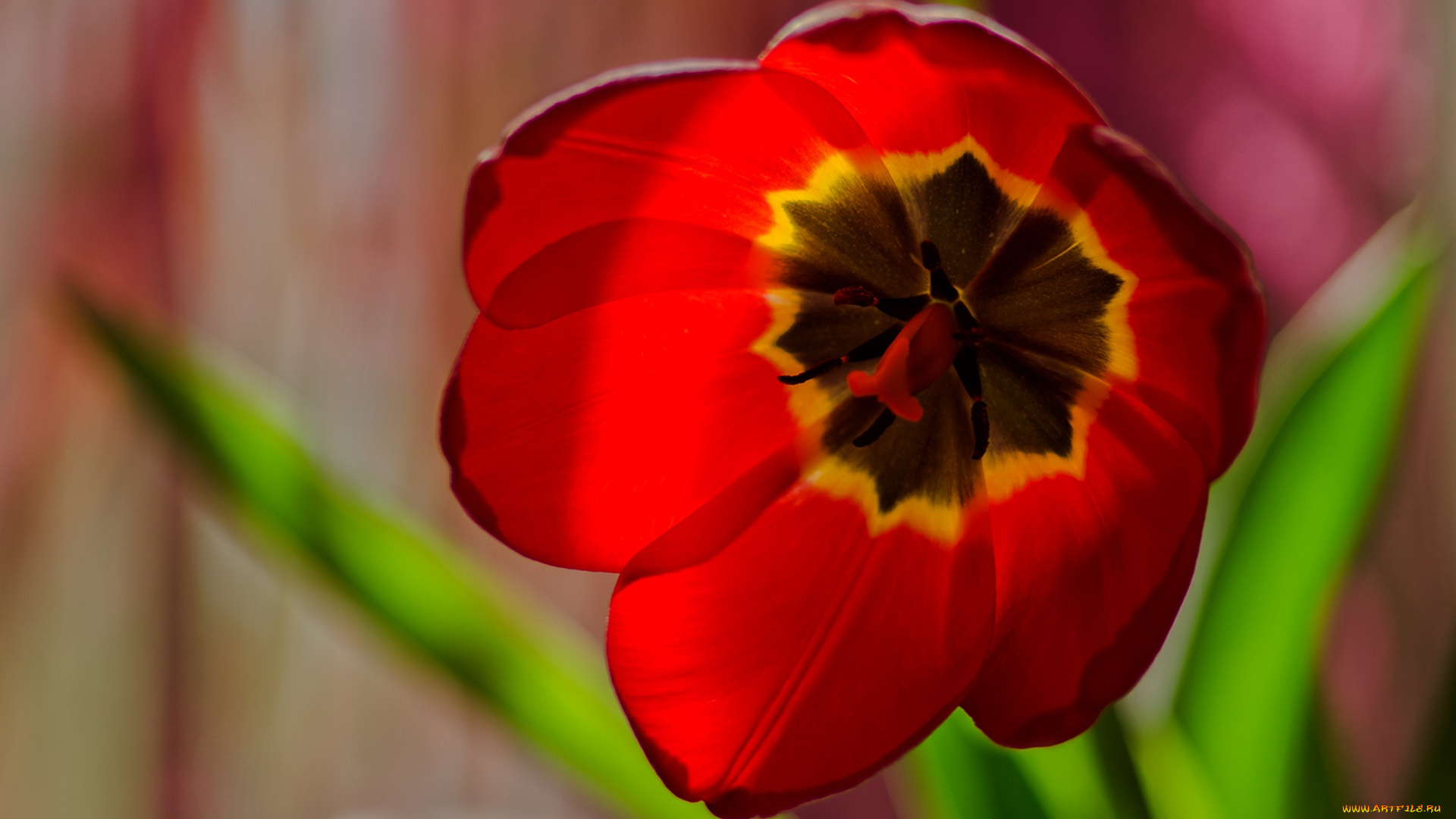 цветы, тюльпаны, лепестки, тюльпан, макро, красный