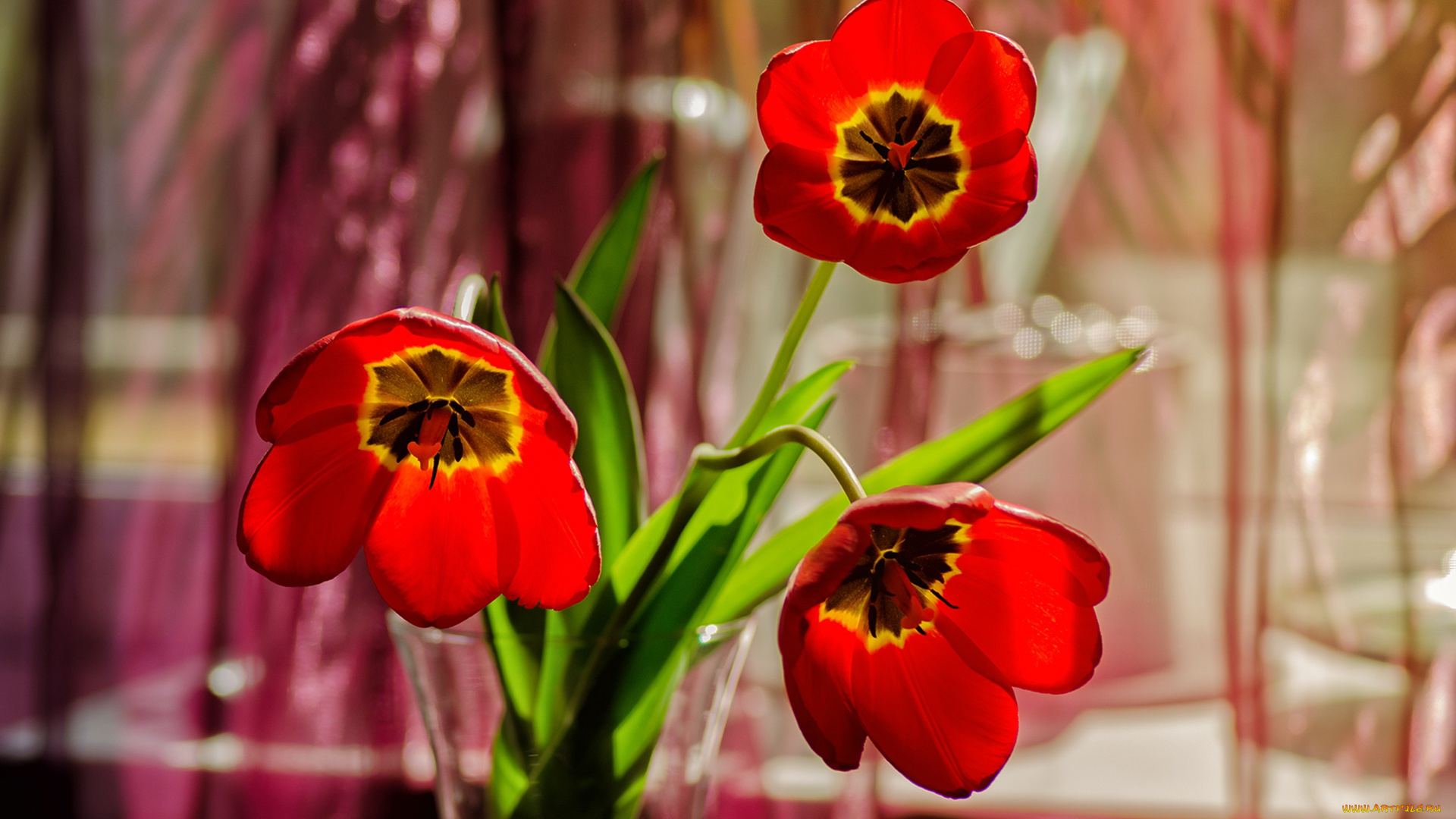 цветы, тюльпаны, ваза, боке, лепестки, красные, трио