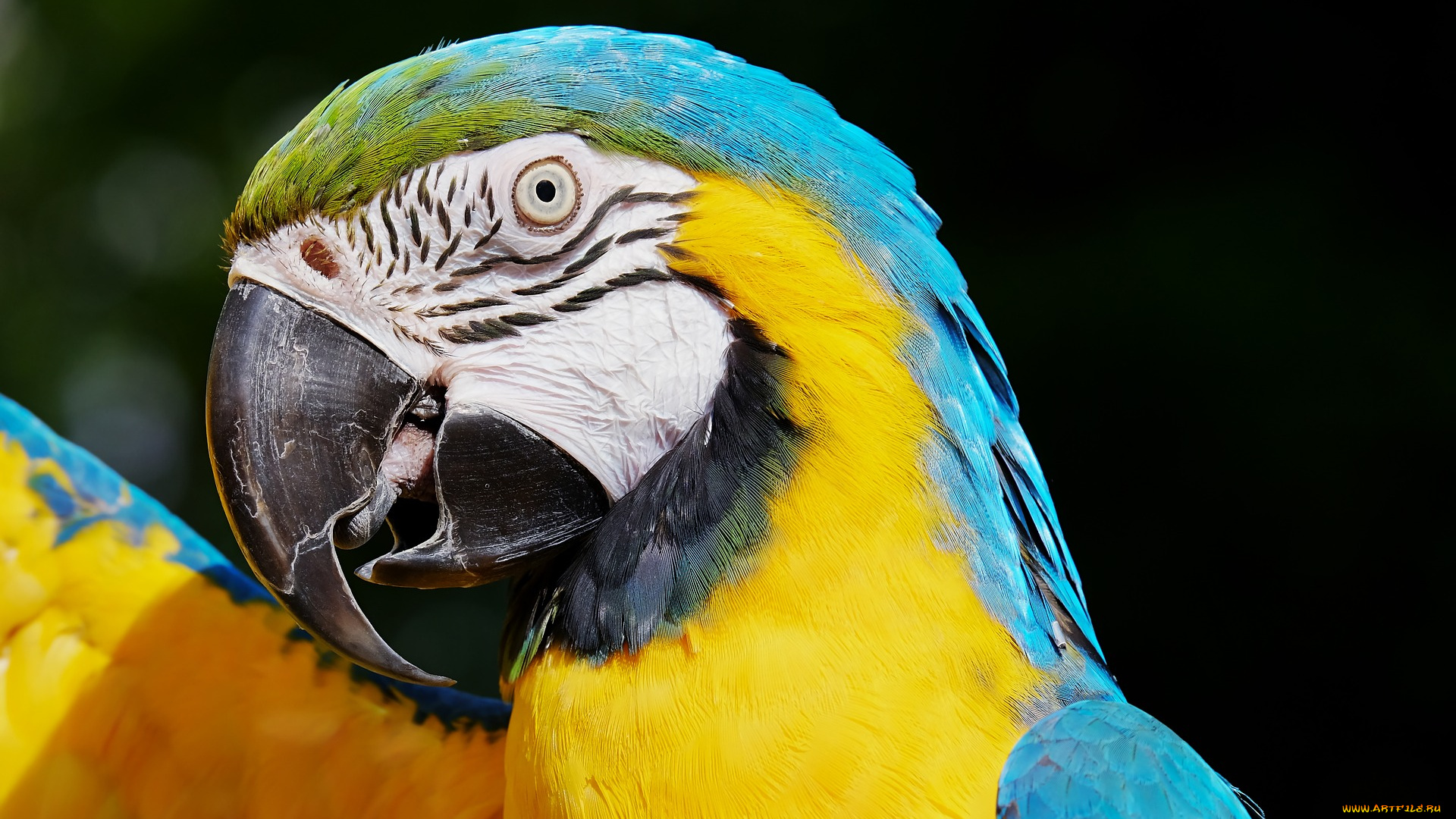 животные, попугаи, крылья, птица, ара, попугай