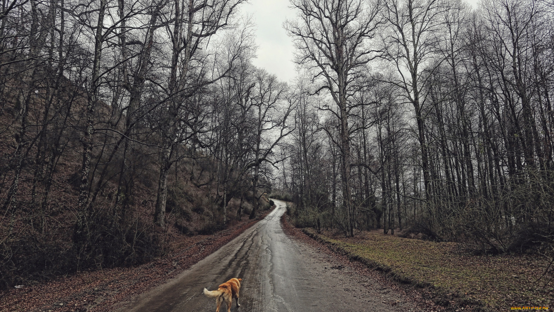 животные, собаки, собака, дорога, лес