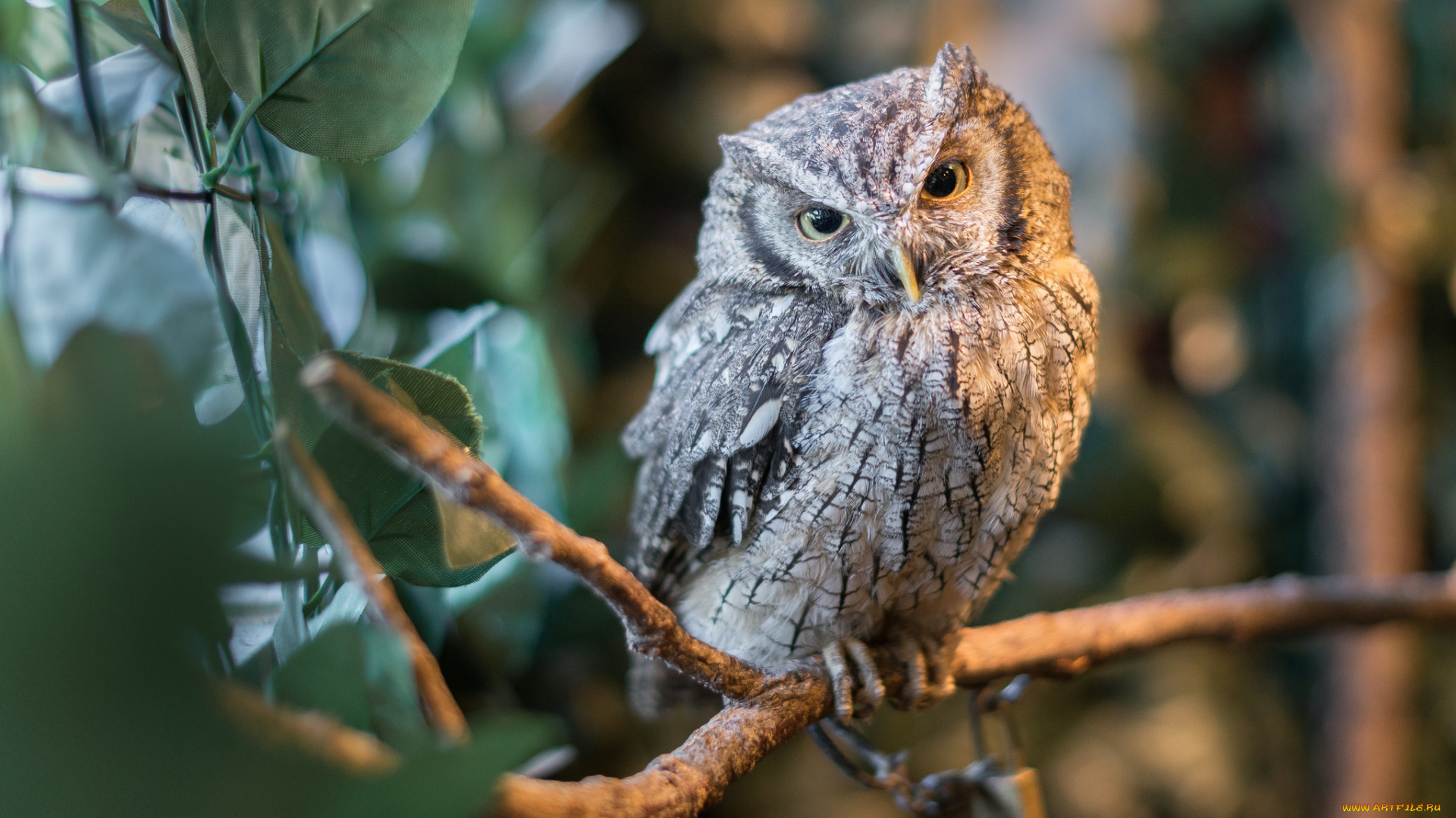 животные, совы, птичка