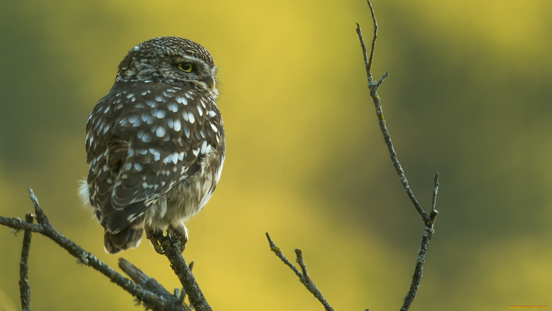 животные, совы, птичка