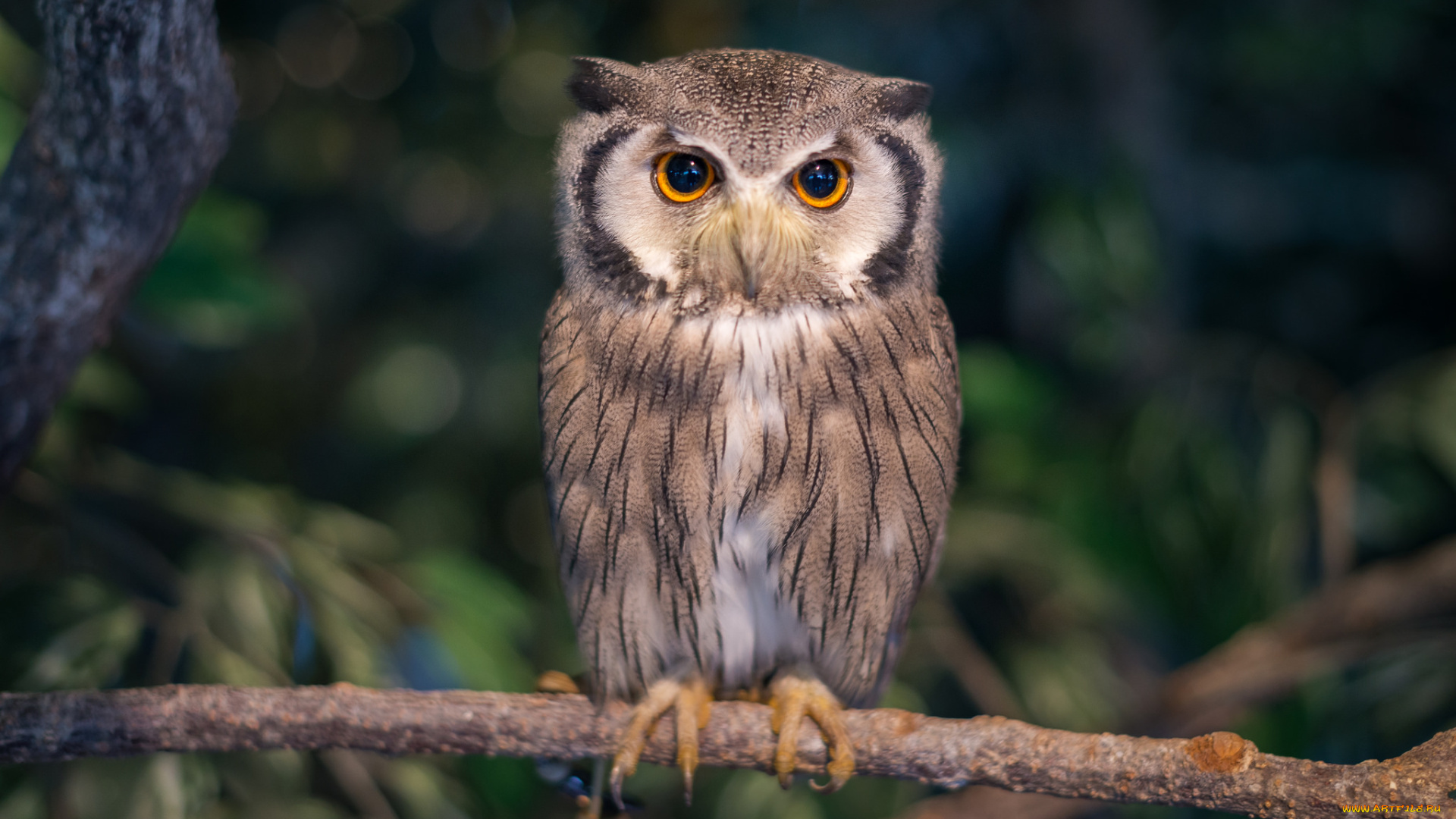 животные, совы, птичка