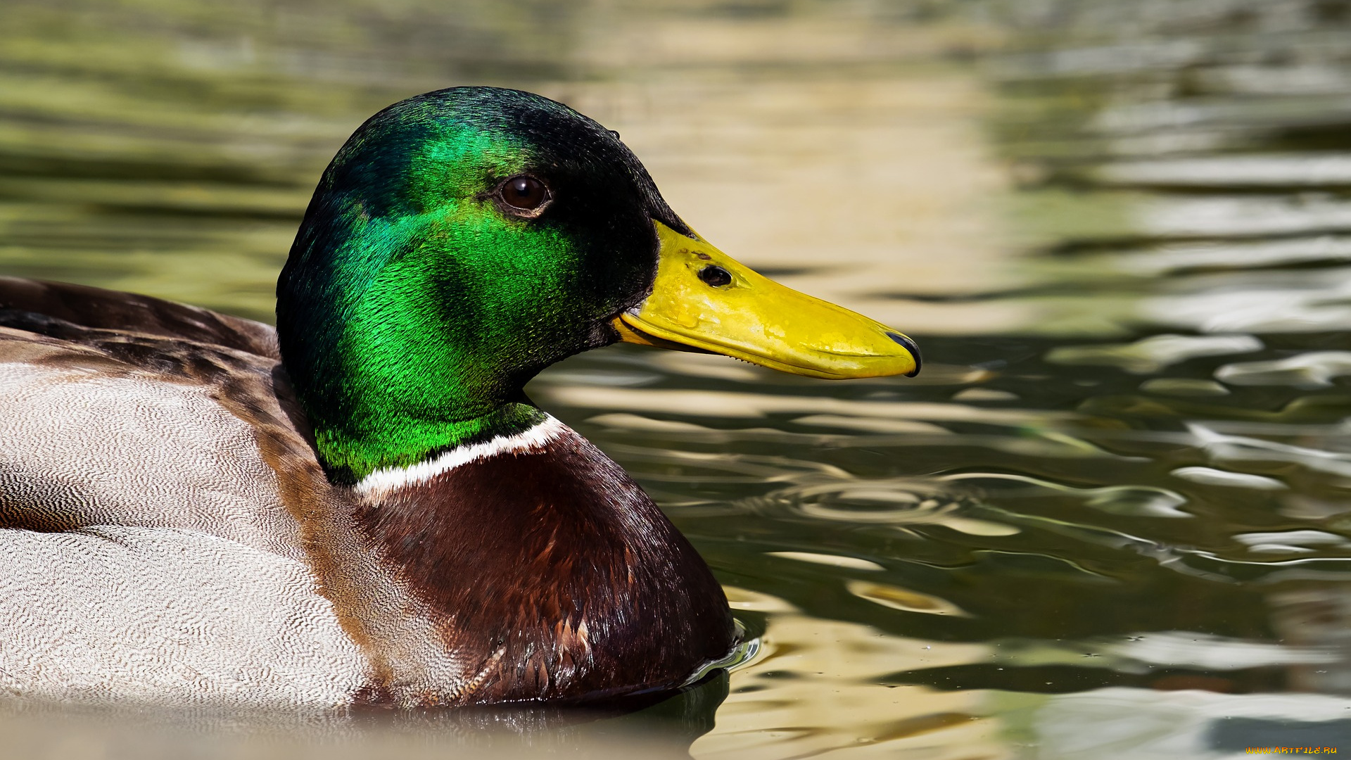 животные, утки, удочка, вода, птица, водоем