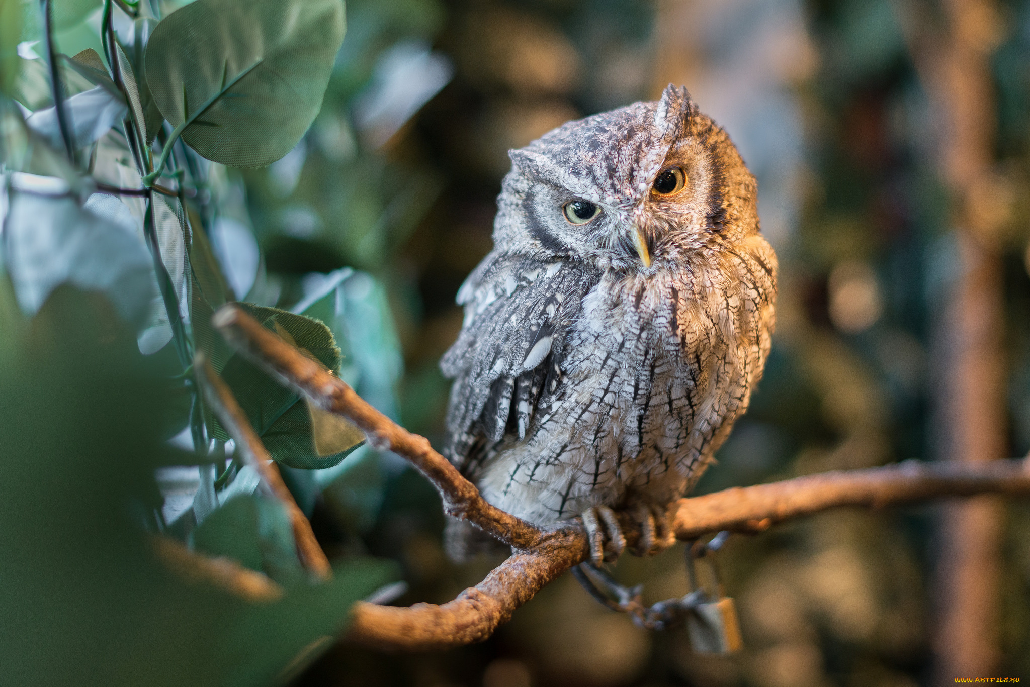 животные, совы, птичка