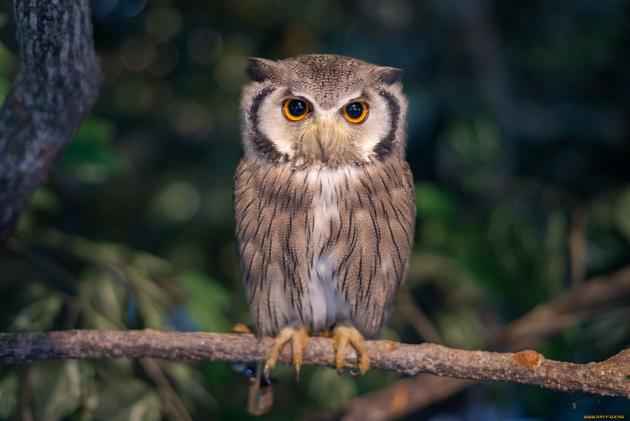 животные, совы, птичка