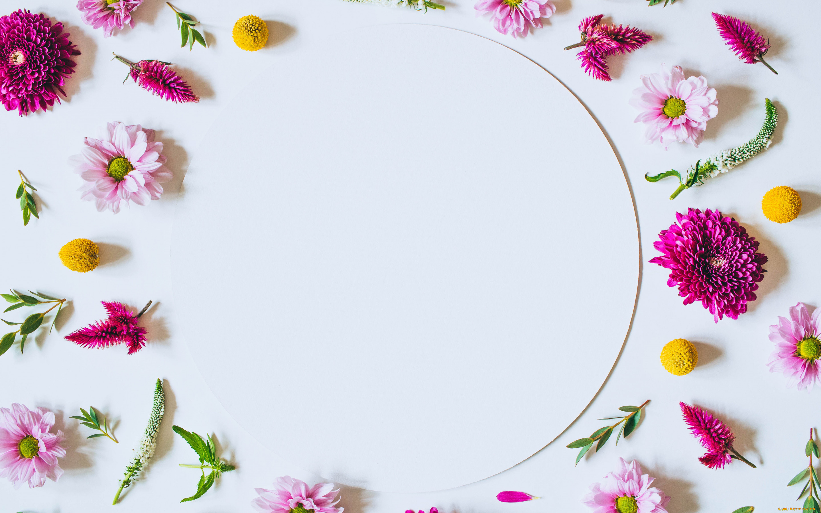 цветы, хризантемы, flowers, pink, фон, розовые