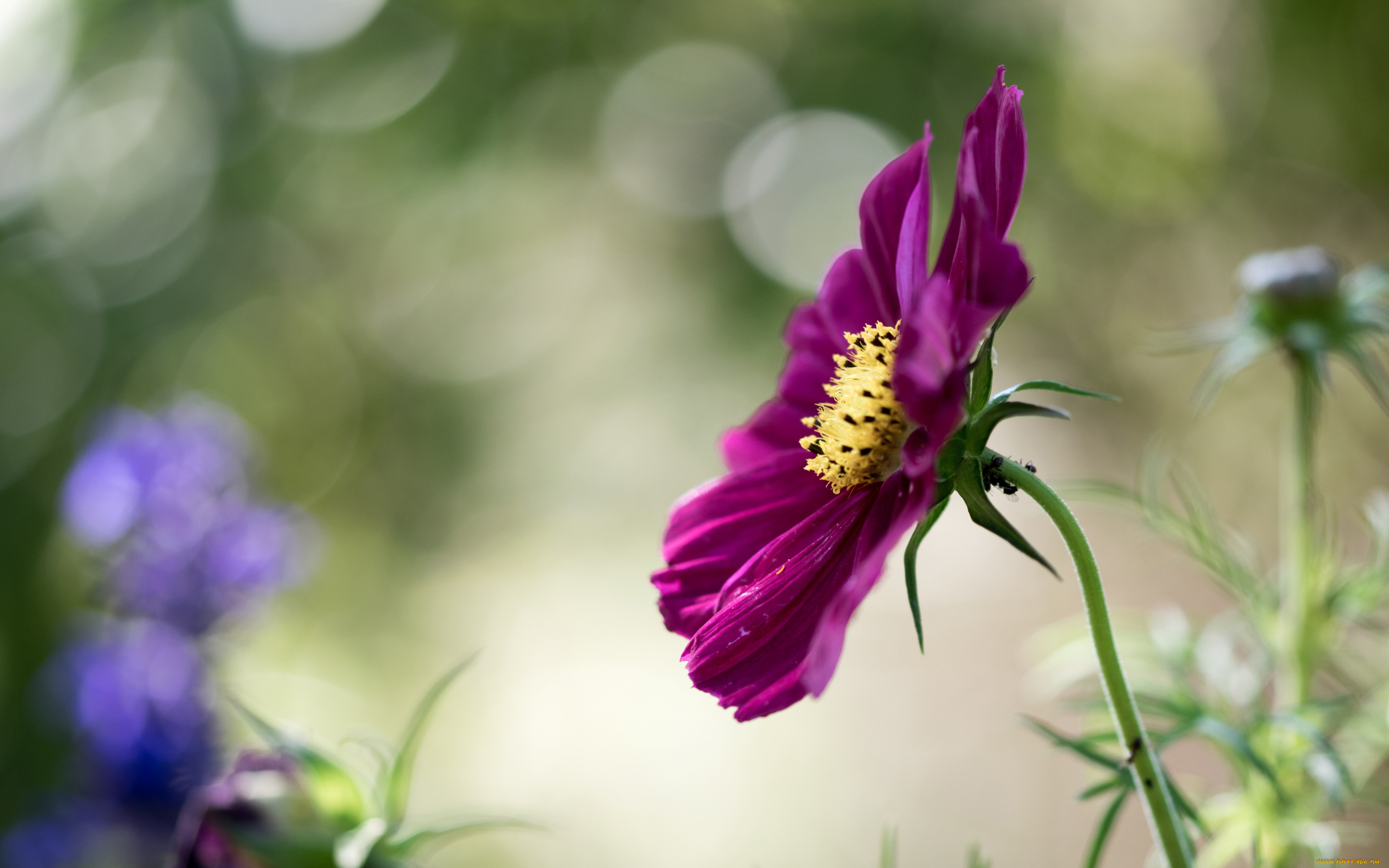 цветы, космея, макро, космос, боке